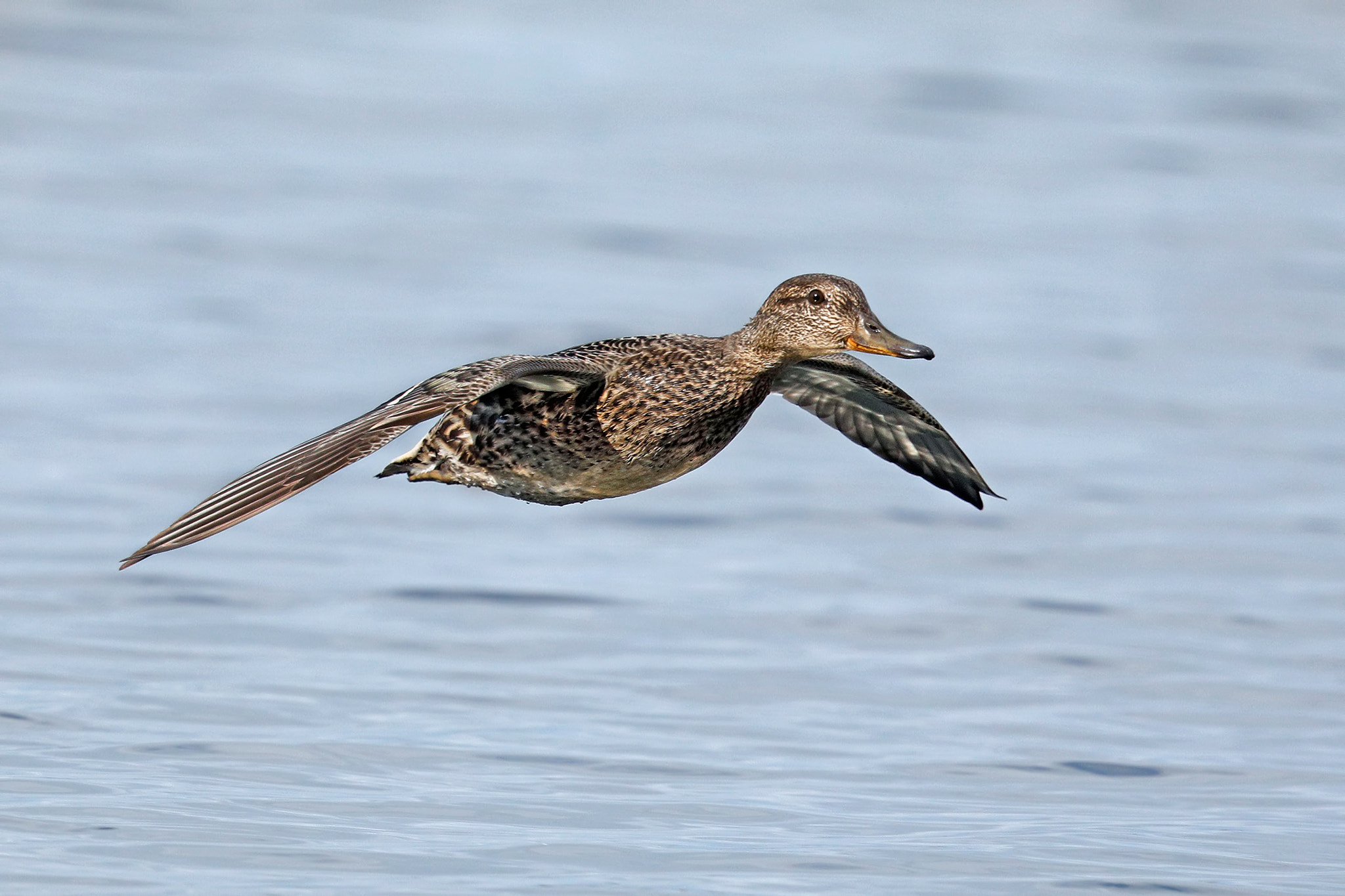 Canon EF 500mm F4L IS II USM sample photo. Teal in flight - female photography