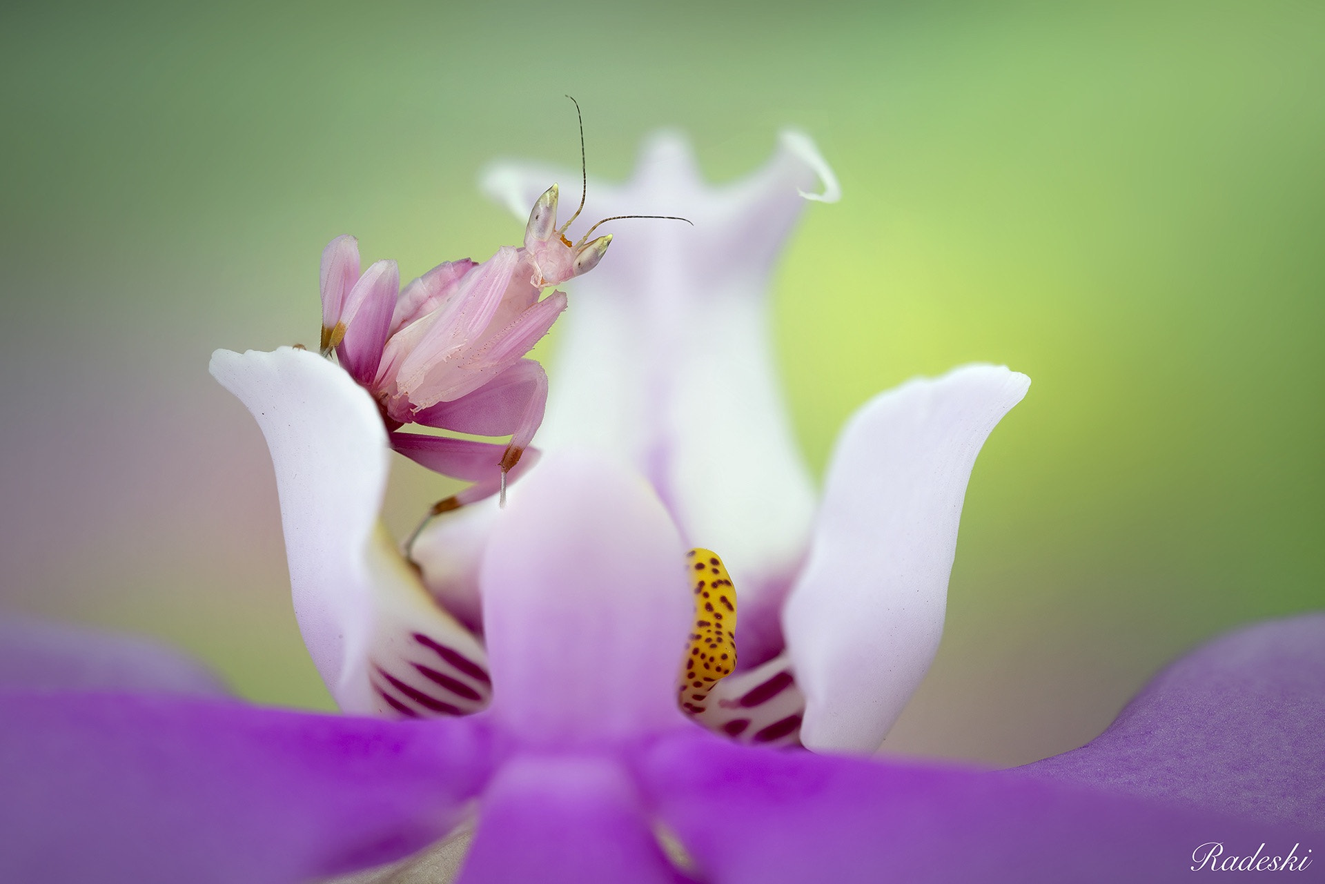 Nikon D800E sample photo. Mantide orchidea photography