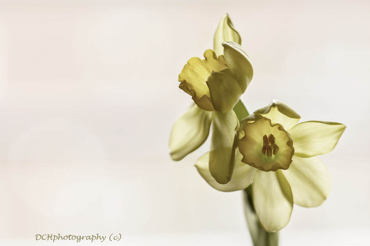Canon EF 100mm F2.8L Macro IS USM sample photo. Daffodils photography