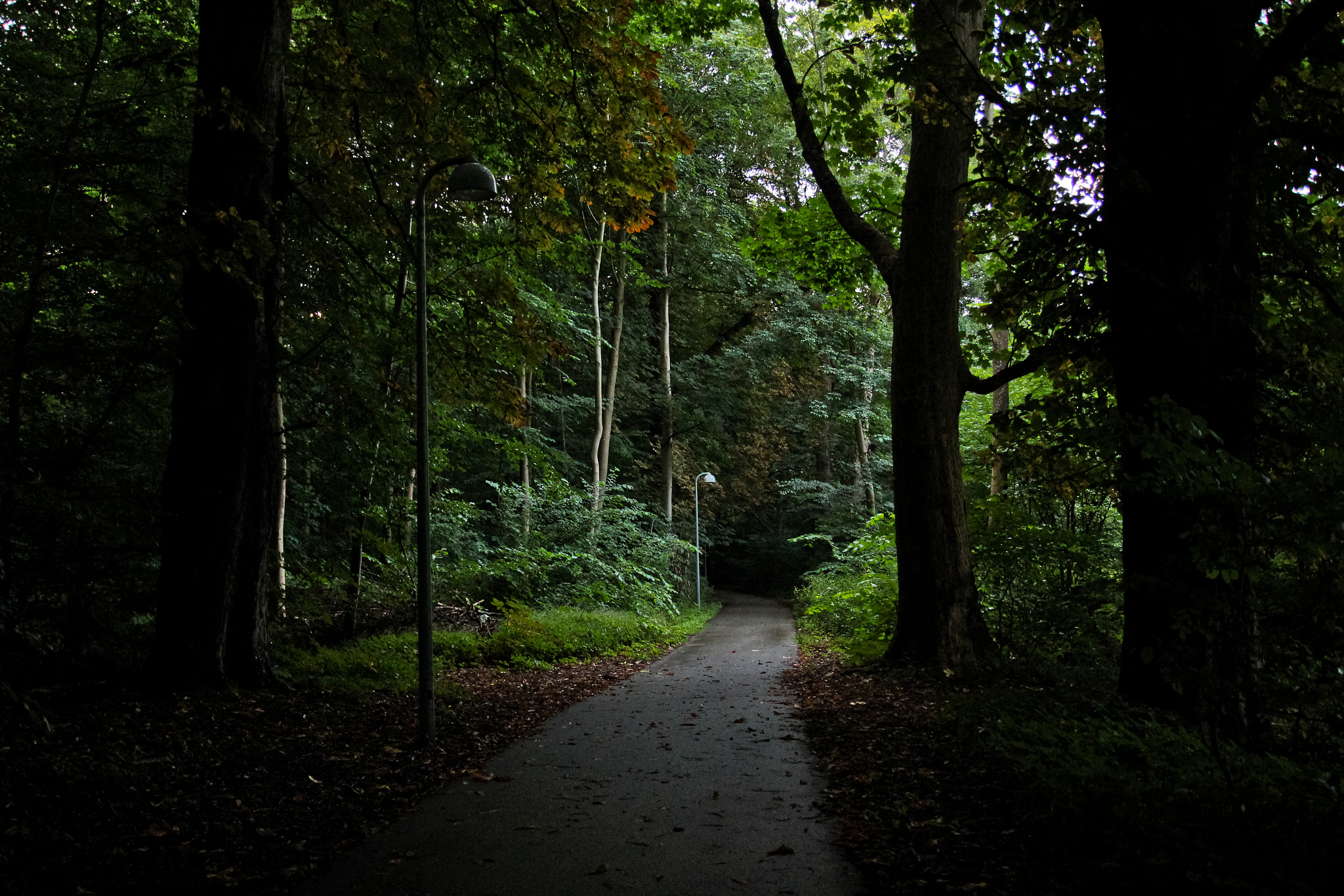 Canon EF-S 17-55mm F2.8 IS USM sample photo. Wood life photography