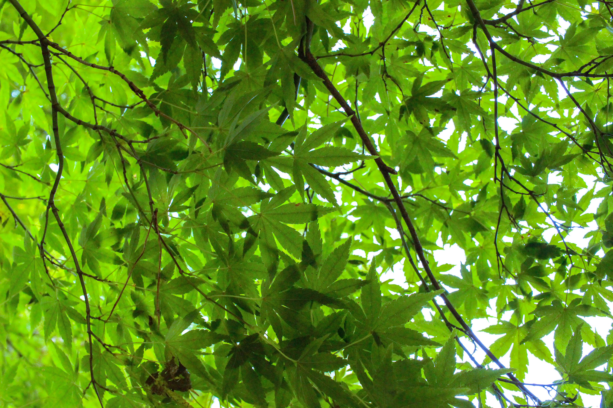 Canon EF-S 24mm F2.8 STM sample photo. Green light photography