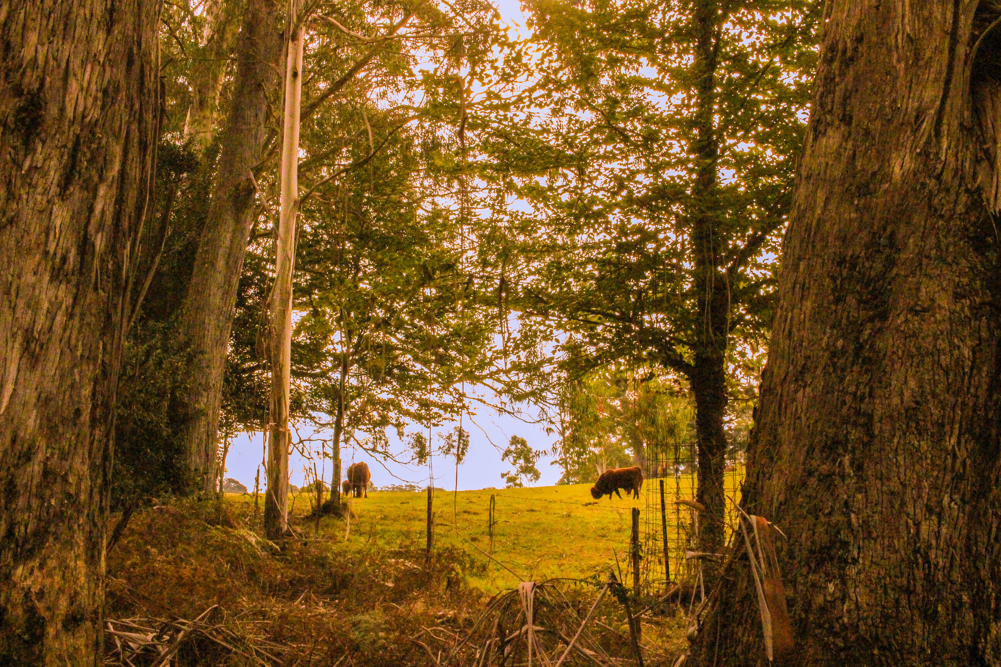 Canon EF-S 24mm F2.8 STM sample photo. Fantasy world 3 photography