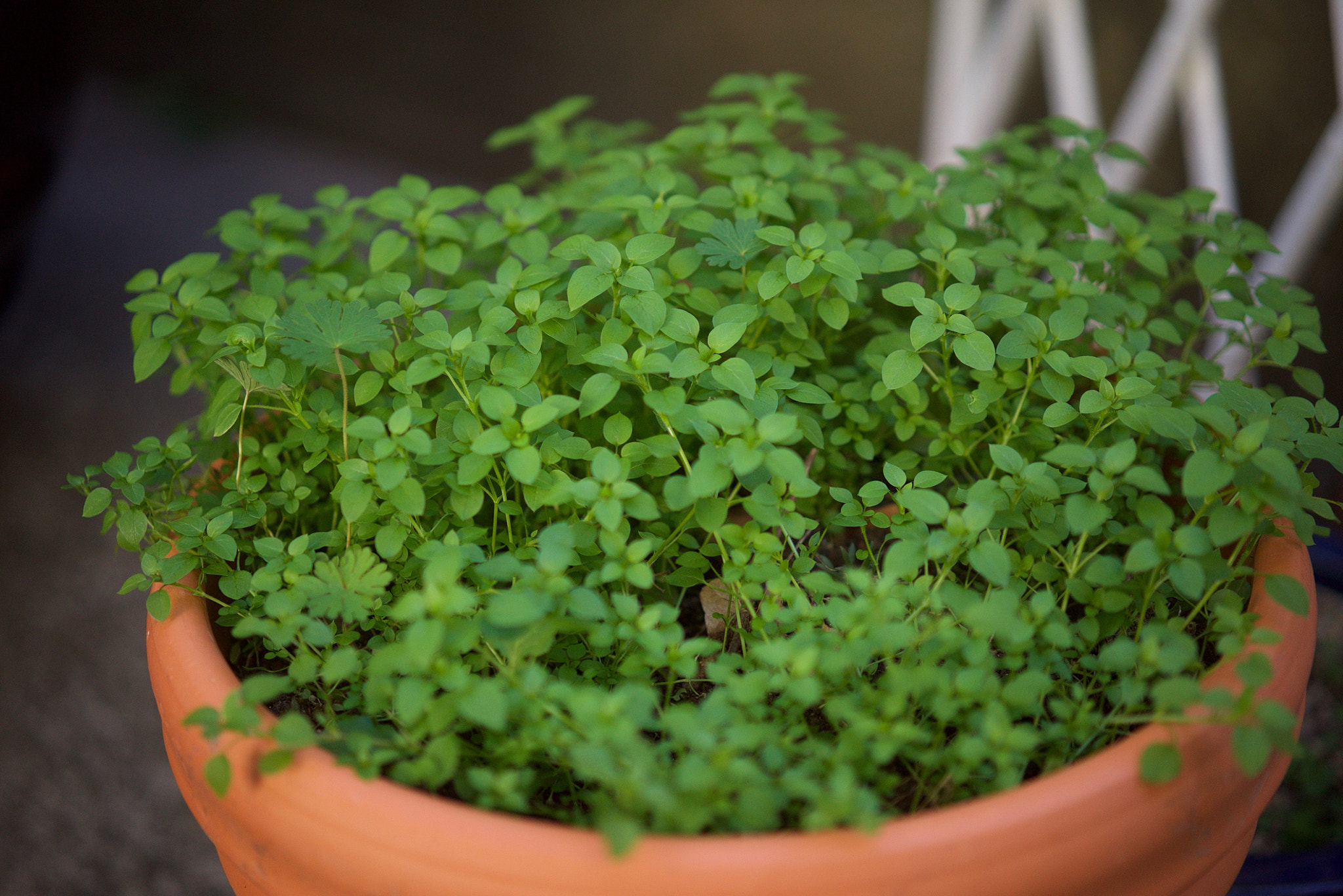 Sony a7S + Sony Sonnar T* FE 55mm F1.8 ZA sample photo. Fresh pot photography