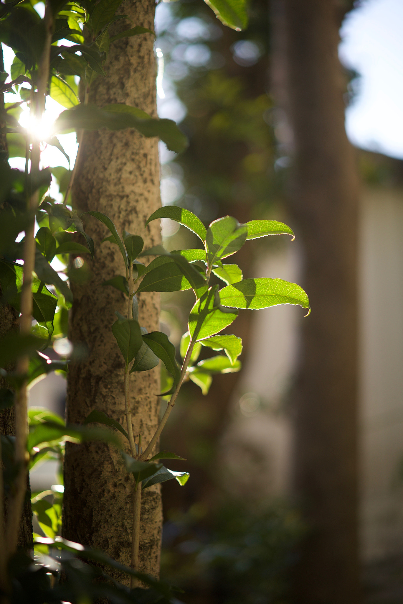 Sony a7S sample photo. Osmanthus photography