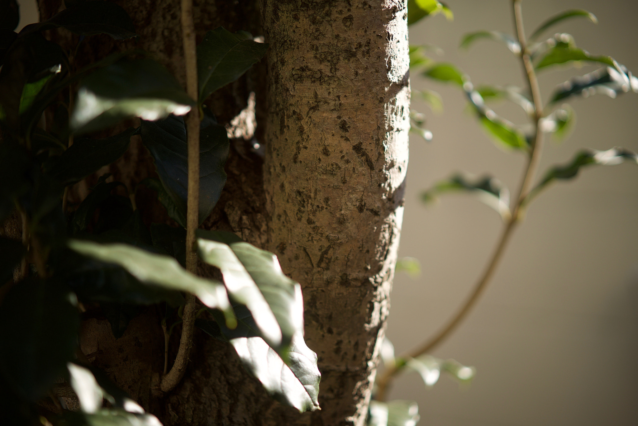 Sony a7S + Sony Sonnar T* FE 55mm F1.8 ZA sample photo. Bark photography