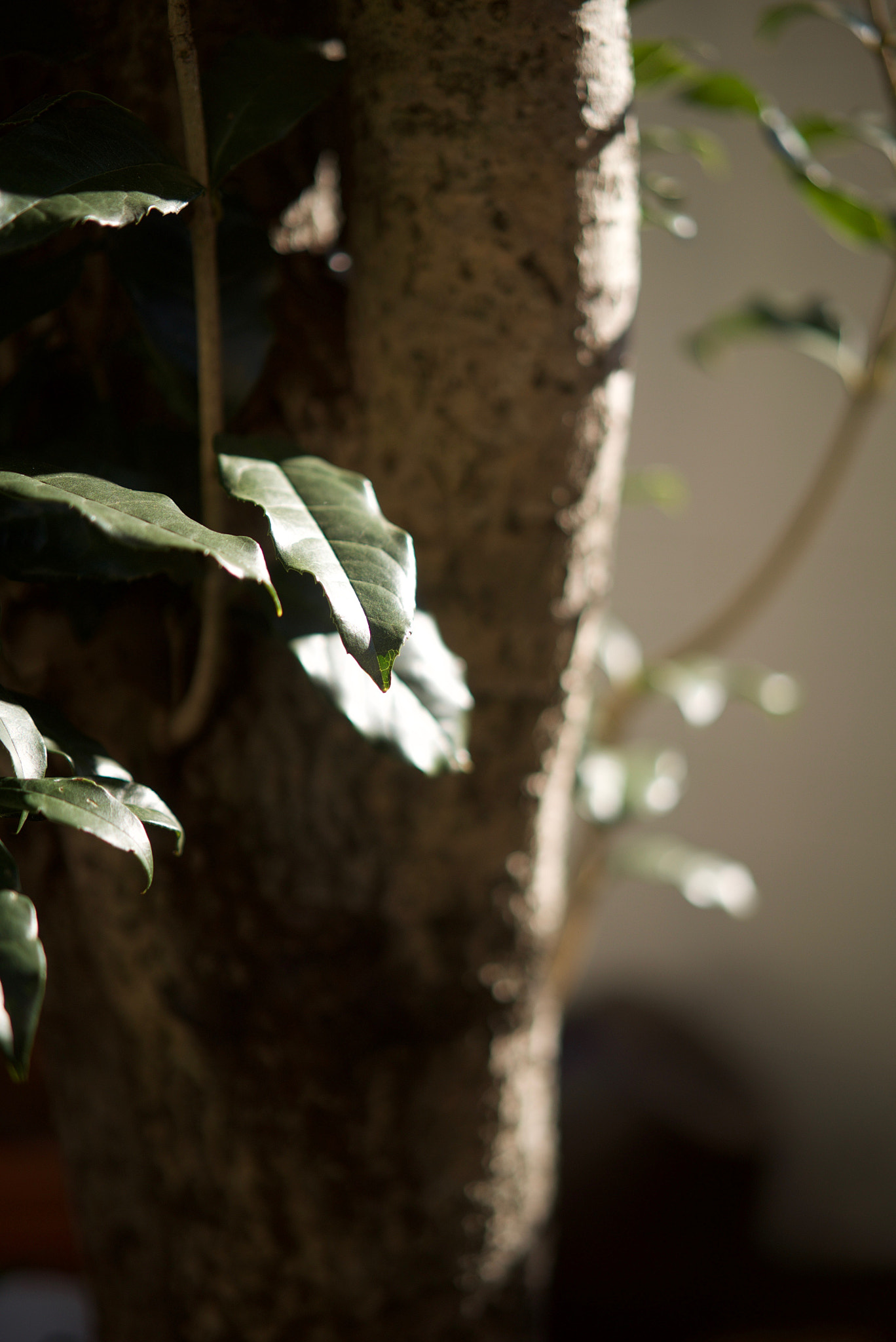 Sony a7S sample photo. Osmanthus leaves photography