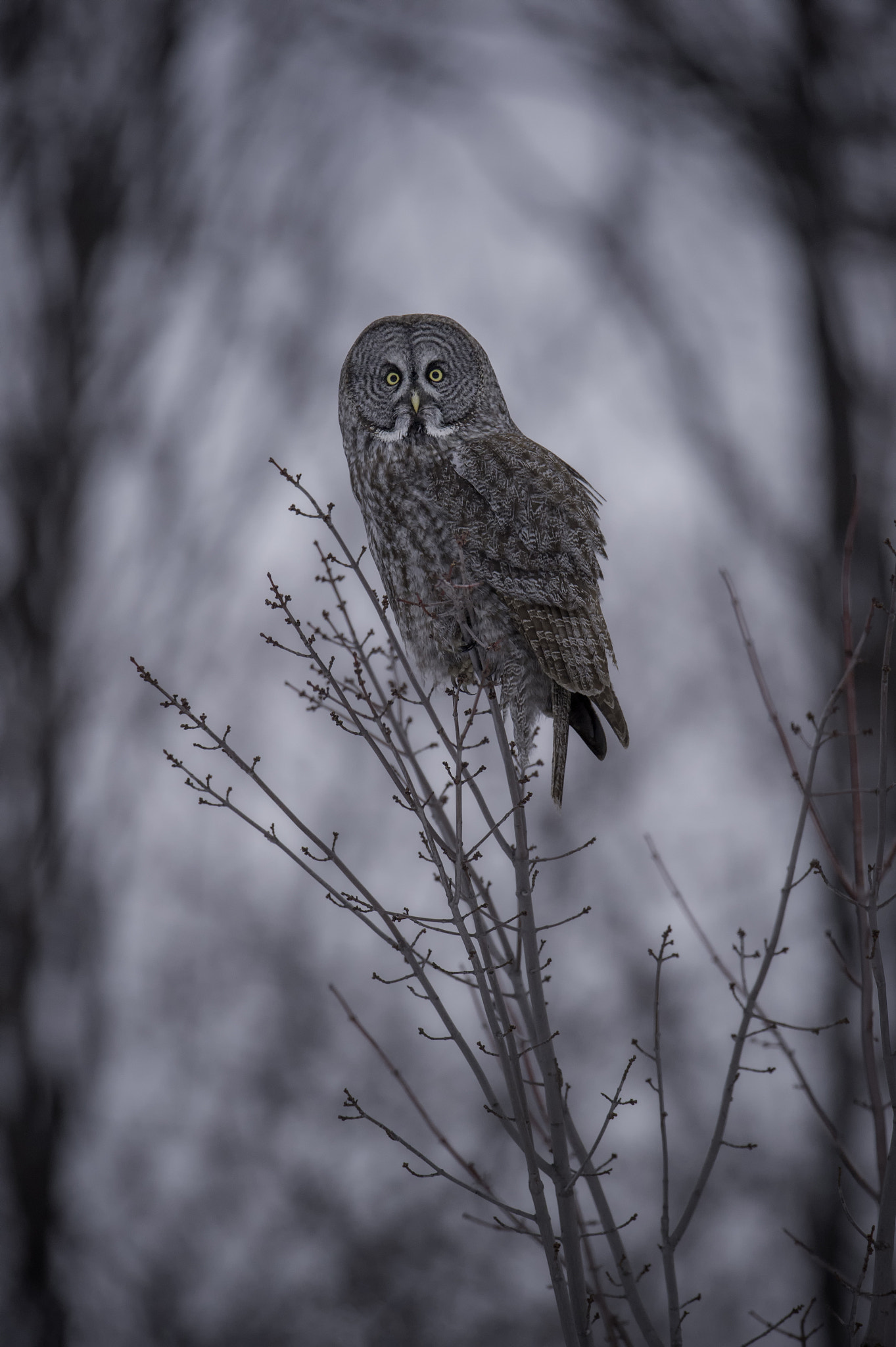 Nikon D4 + Nikon AF-S Nikkor 600mm F4G ED VR sample photo. Late one evening... photography