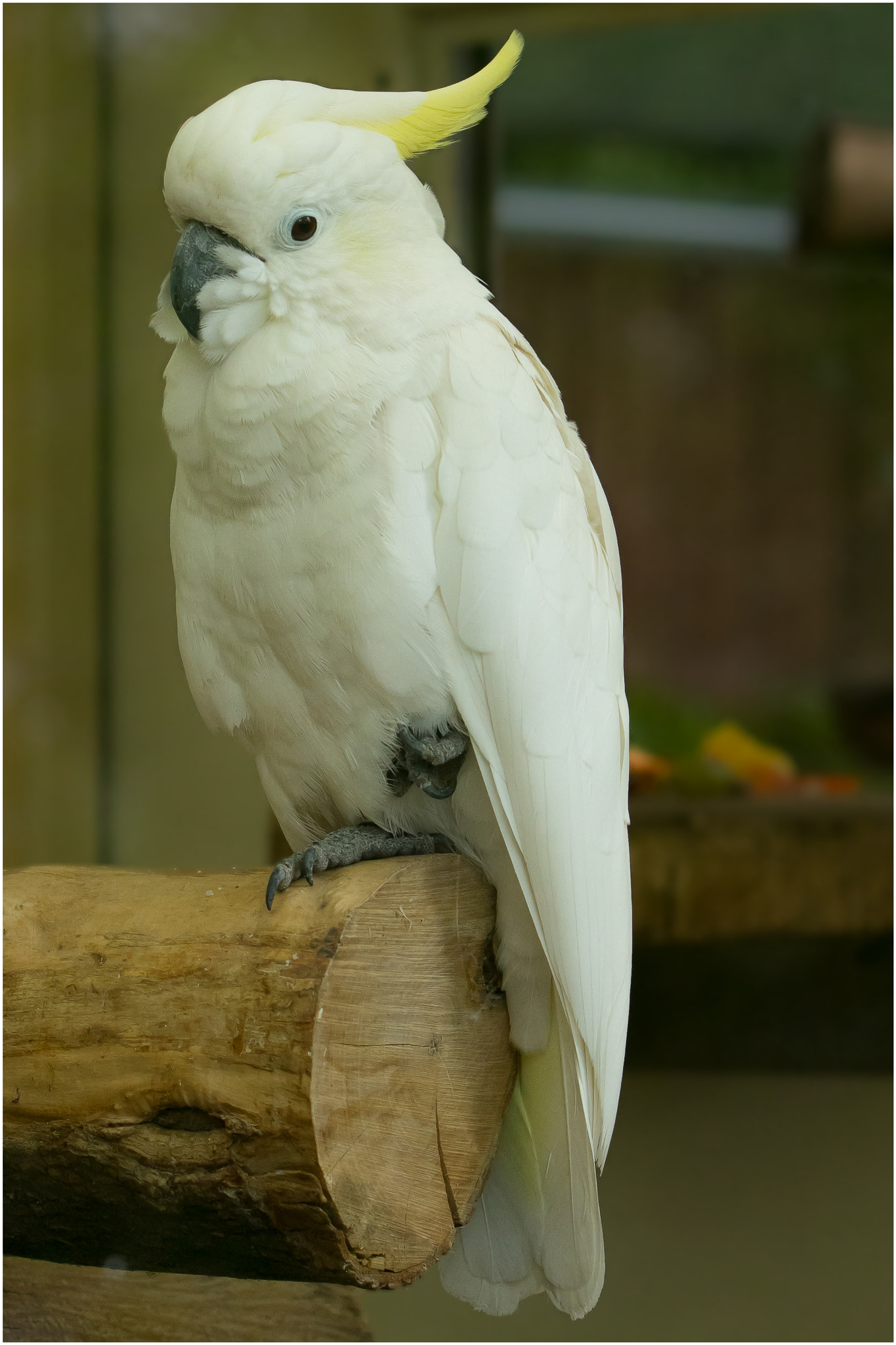 Pentax K-3 sample photo. Kakadu photography