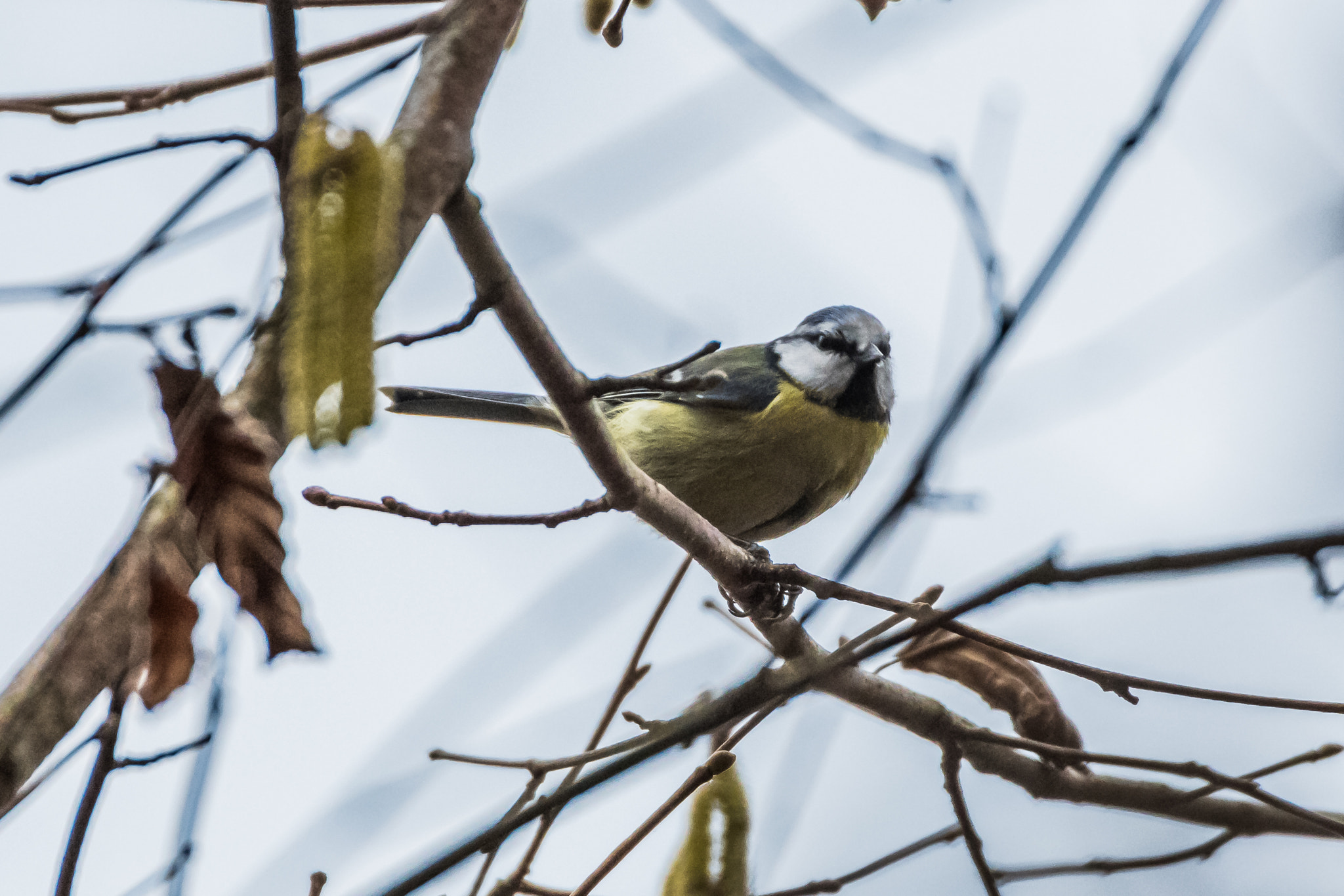 Sigma 50-500mm F4.5-6.3 DG OS HSM sample photo. Tit photography