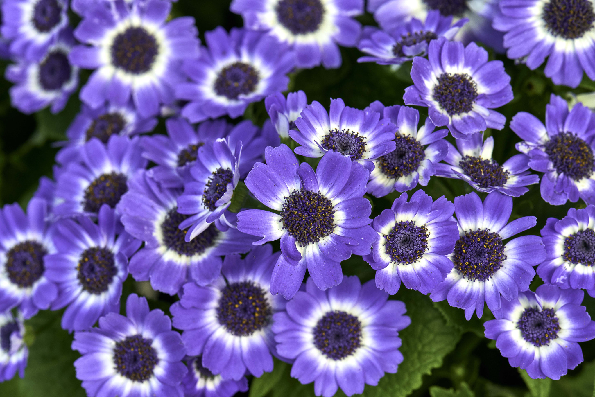 Nikon D800 sample photo. Spring is here......purple riot photography