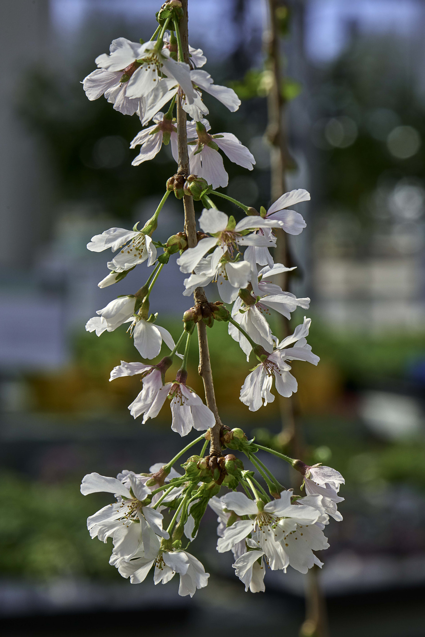 Nikon D800 sample photo. Spring is here......first bloom photography