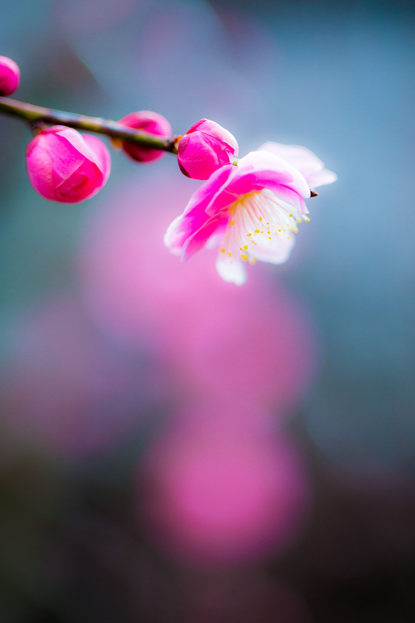 Canon EF 100mm F2.8L Macro IS USM sample photo. Ume no hana photography
