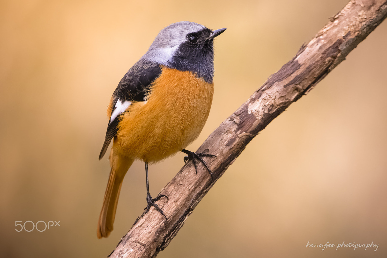 Sigma 150-600mm F5-6.3 DG OS HSM | C sample photo. Aim high photography