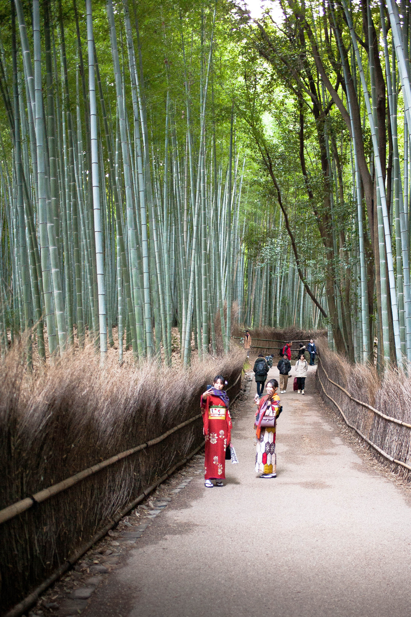 Nikon D700 + Nikon AF-S Nikkor 35mm F1.8G ED sample photo. Bamboo groove photography