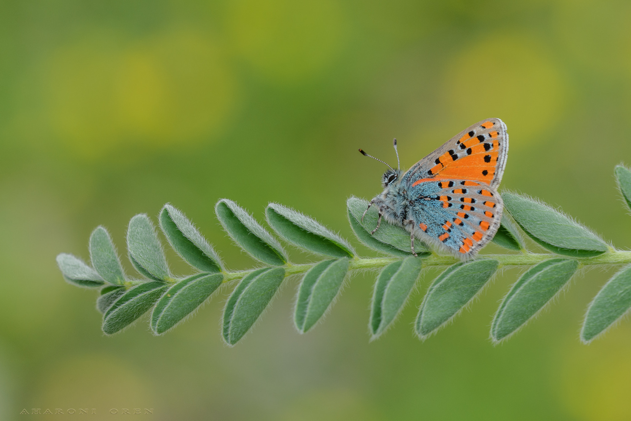 Nikon D810 + Sigma 150mm F2.8 EX DG OS Macro HSM sample photo