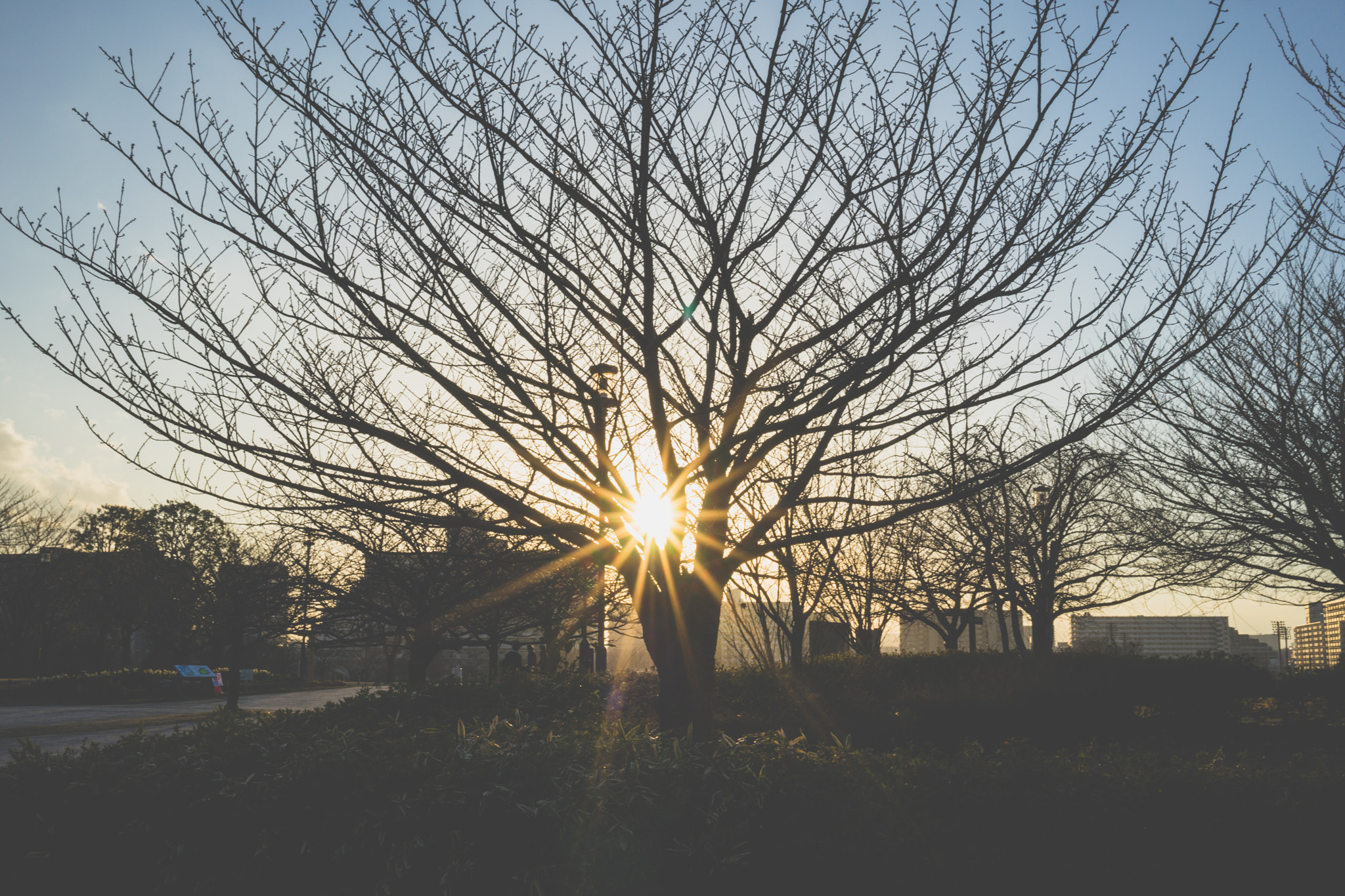 Sony a7 + Sony Sonnar T* FE 35mm F2.8 ZA sample photo. Tree of light photography