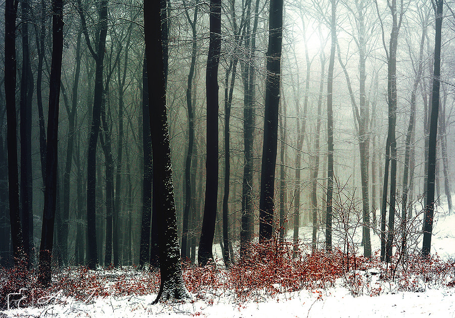 Nikon D7100 sample photo. Winter tale photography