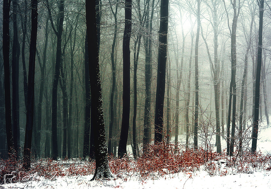 FSA-L2, EDG 65, 800mm F13 G sample photo. Winter tale photography