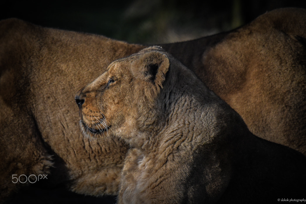 Nikon D500 sample photo. Asian lion photography