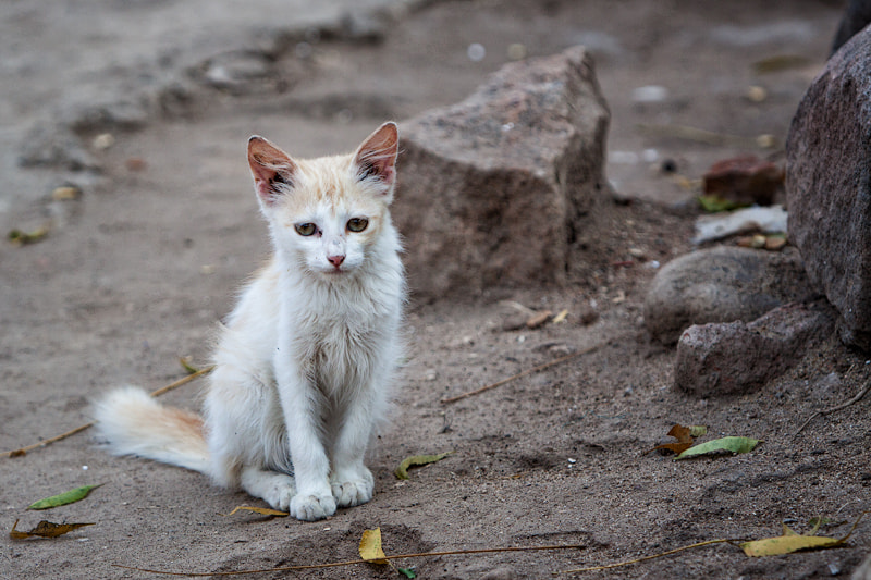 Canon EF 70-200mm F2.8L IS USM sample photo. This is the cat photography