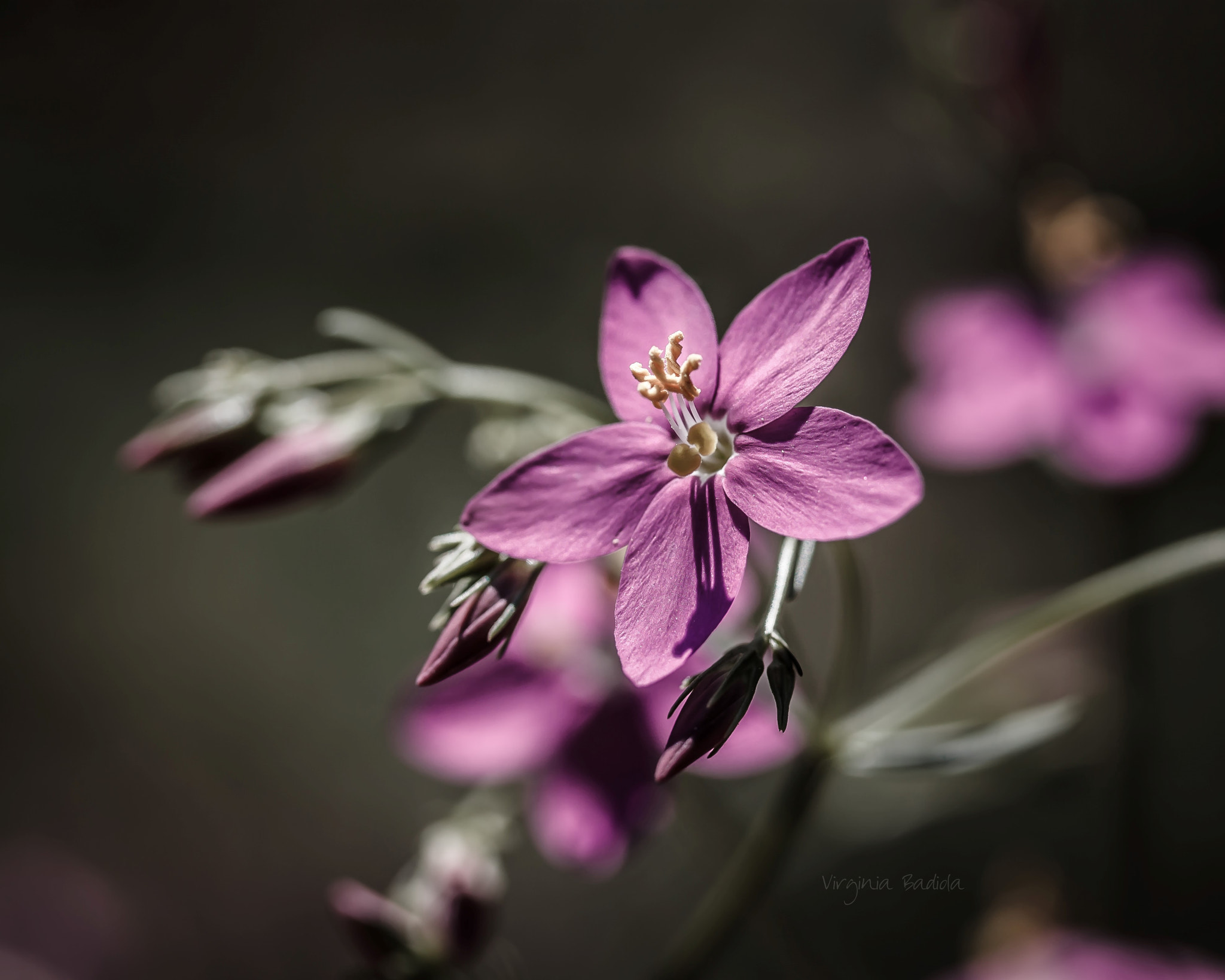 Canon EF-S 60mm F2.8 Macro USM sample photo. *** photography