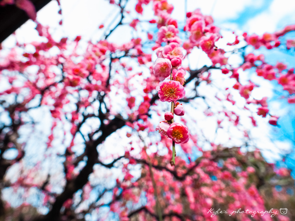 Olympus Zuiko Digital 14-54mm F2.8-3.5 II sample photo. 枝垂梅 photography