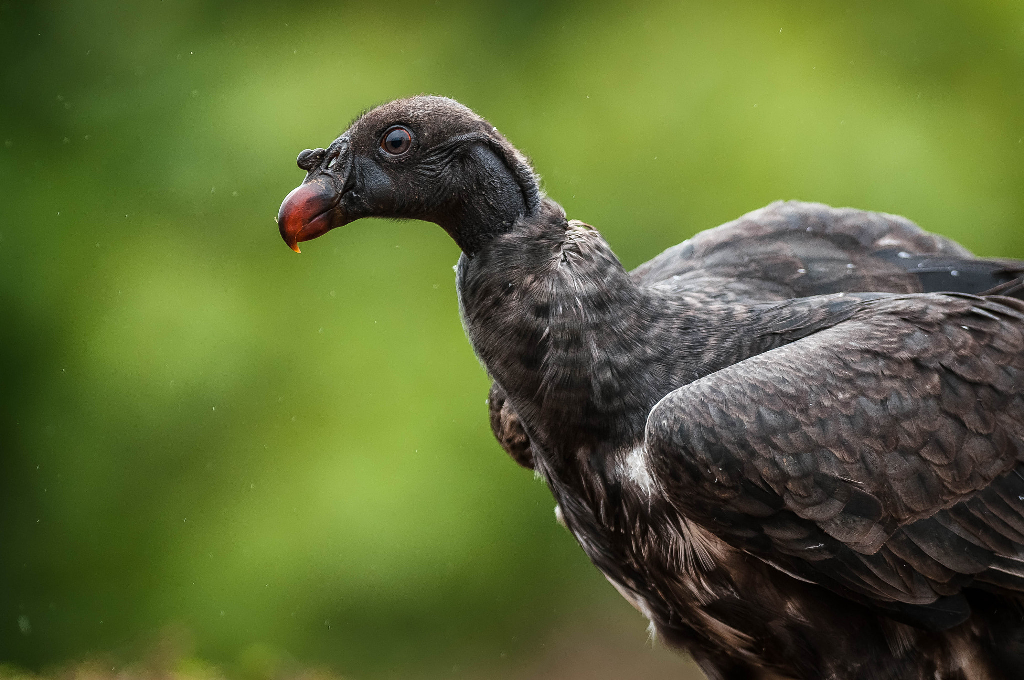 Nikon D300 + Nikon AF-S Nikkor 300mm F2.8G ED-IF VR sample photo. Immature king vulture photography