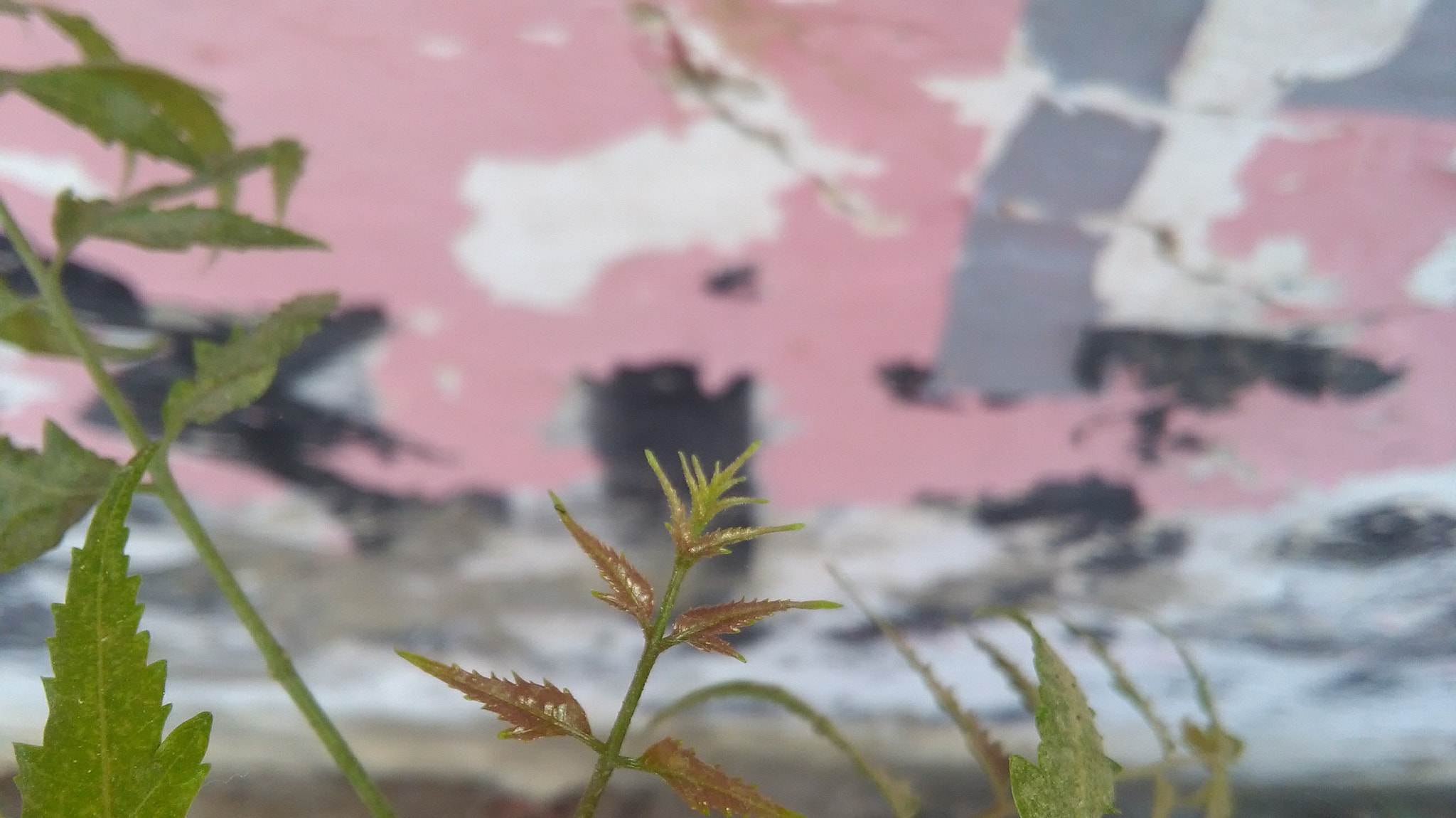 HUAWEI Y6 sample photo. Random photography
