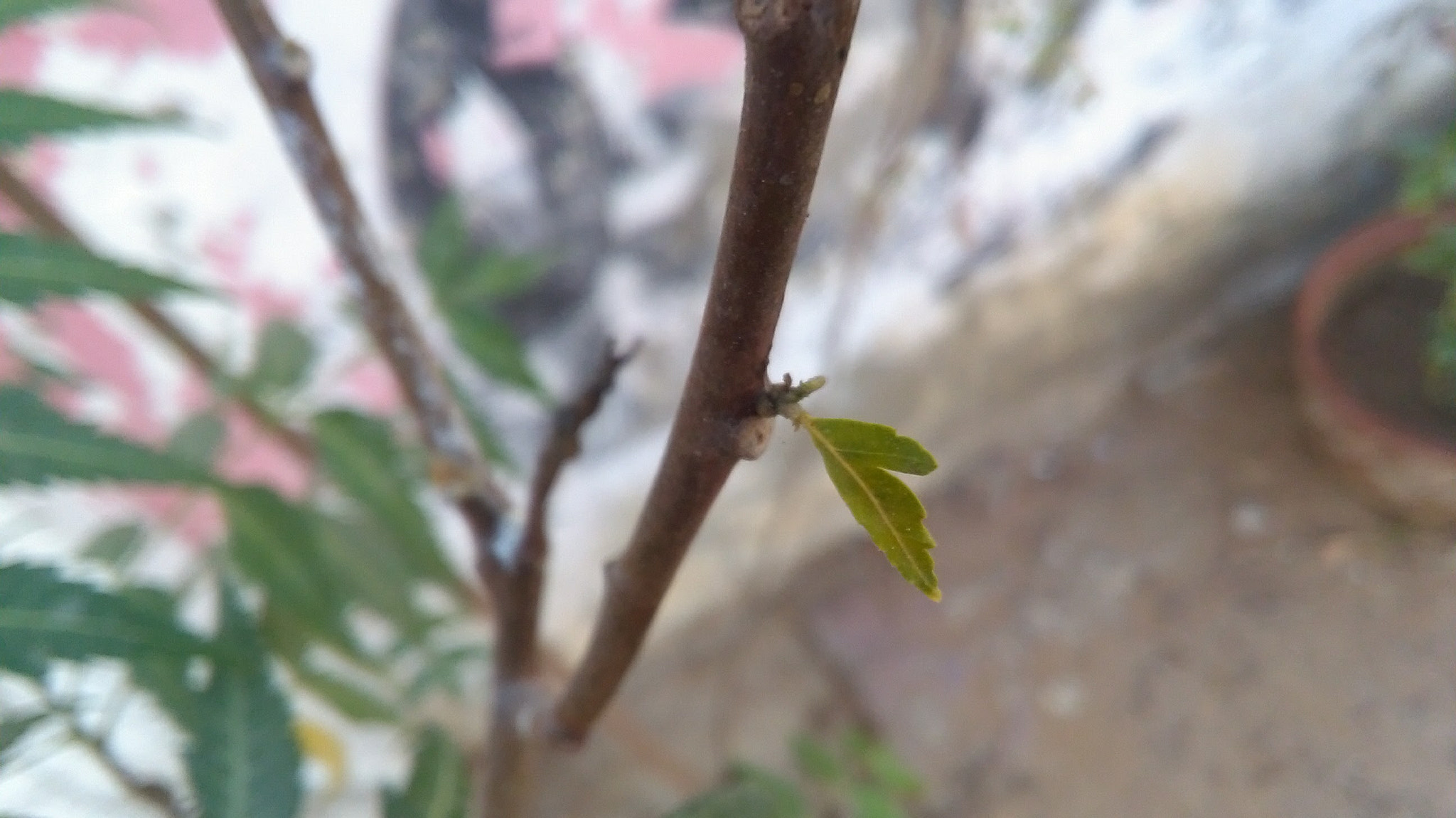 HUAWEI Y6 sample photo. Leaf random photography