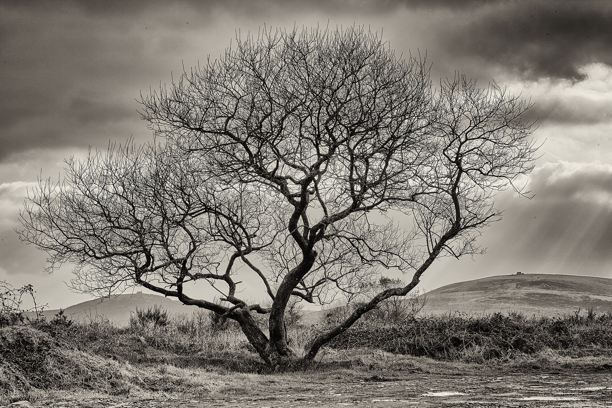 Canon EF 70-200mm F4L IS USM sample photo. Arbre avec vue photography