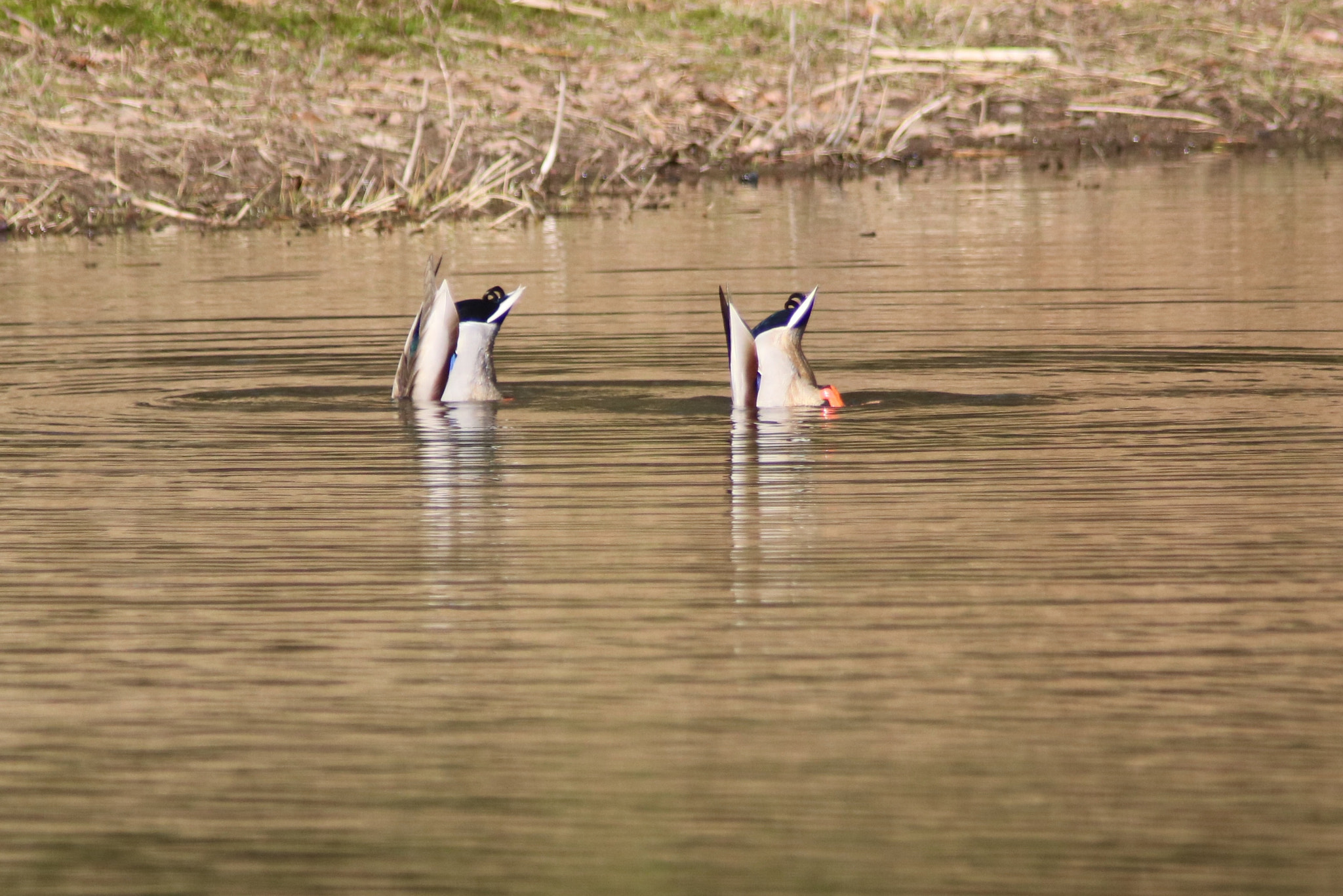 Canon EOS 760D (EOS Rebel T6s / EOS 8000D) sample photo. Synchronized swimming photography