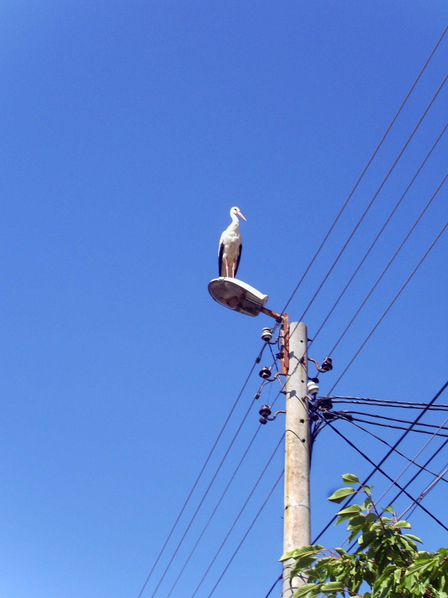 DIGITAL CAM sample photo. The lucky stork photography
