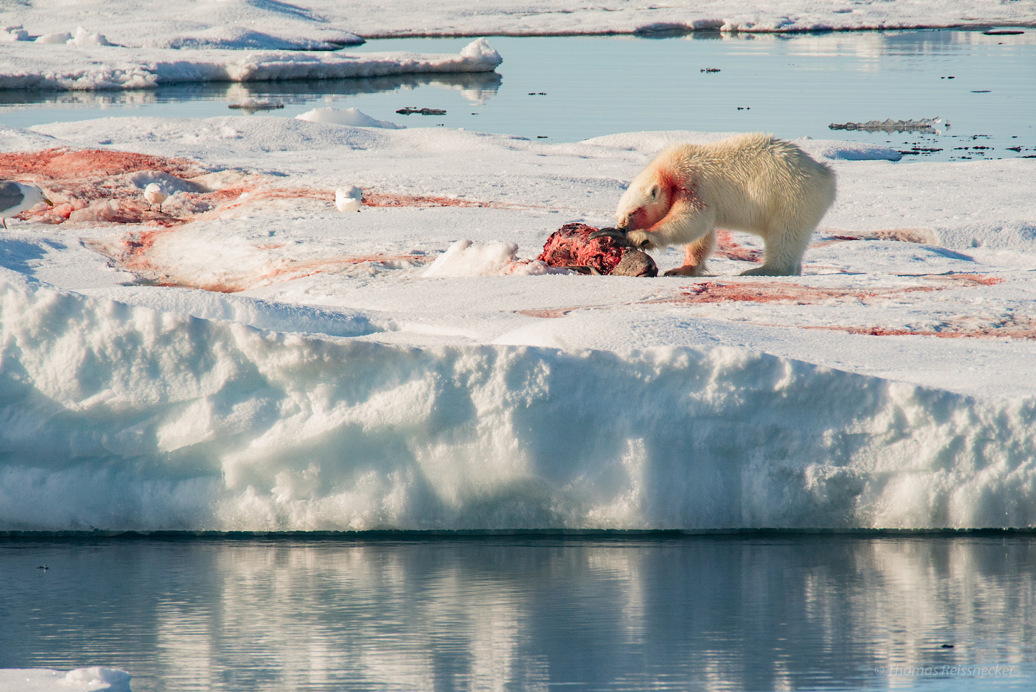 Sony a7S + Tamron SP 150-600mm F5-6.3 Di VC USD sample photo. Polarbear and seal (meal) photography