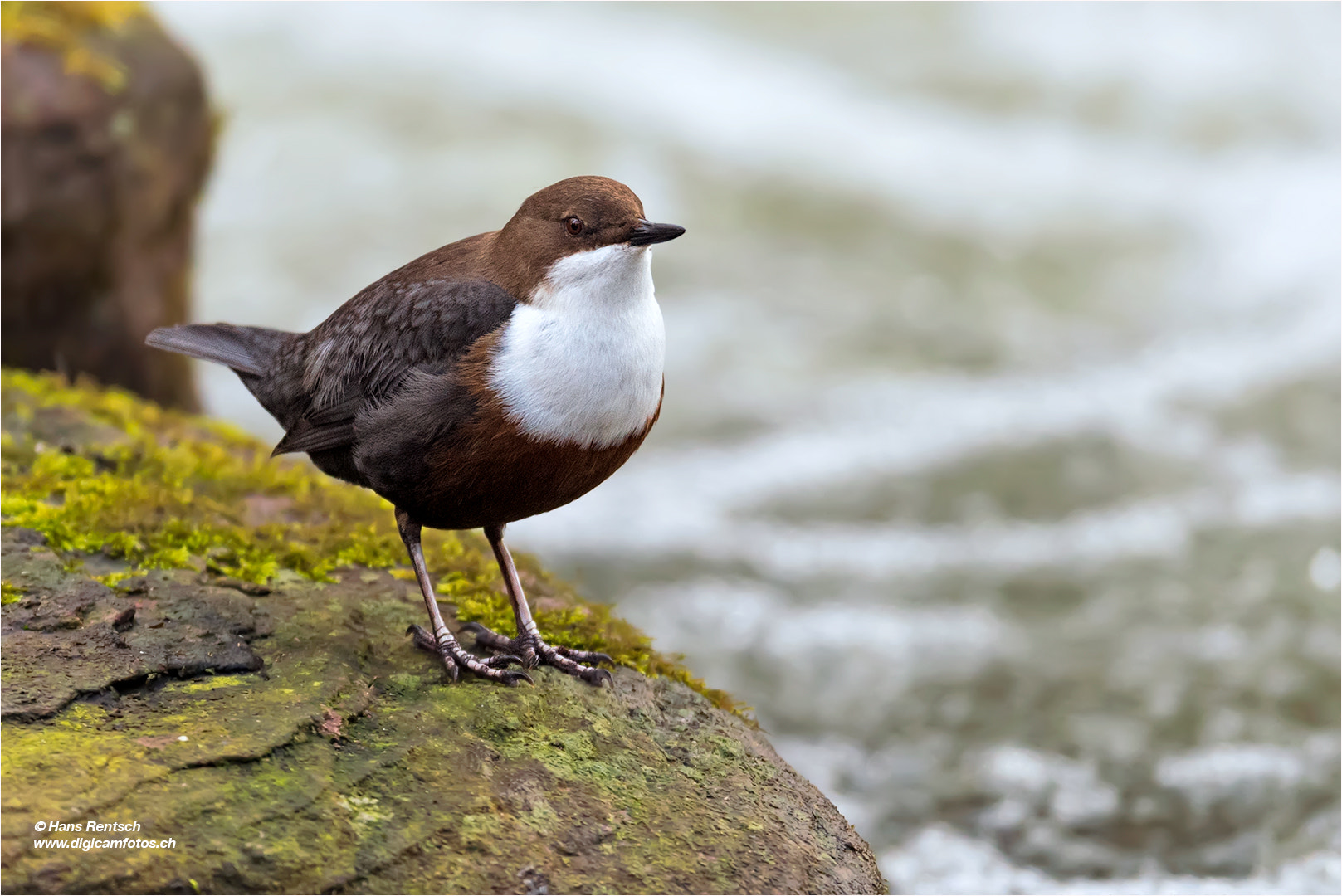 Nikon D810 + Nikon AF-S Nikkor 600mm F4E FL ED VR sample photo. Wasseramsel photography