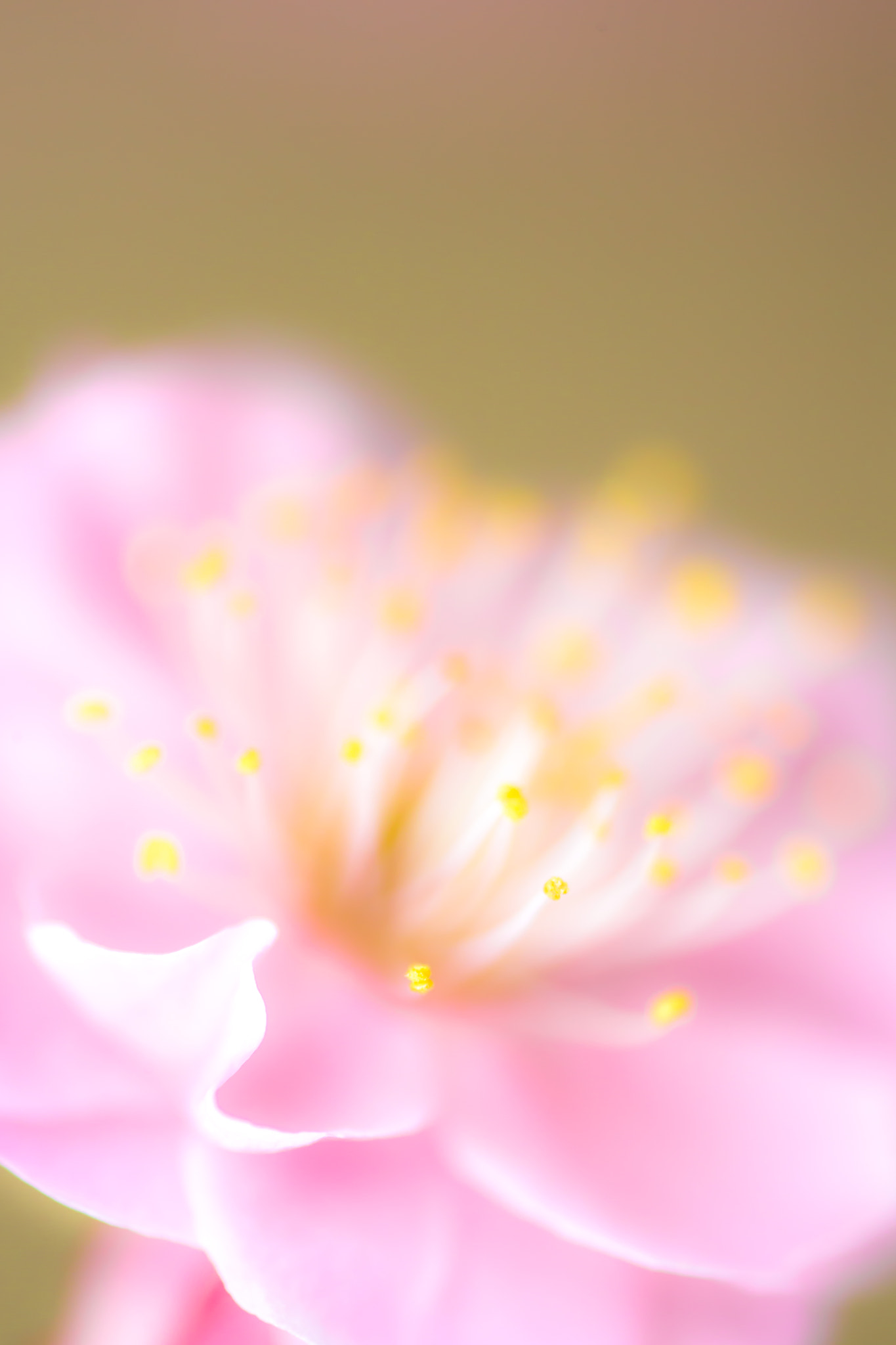 Canon EF 180mm F3.5L Macro USM sample photo. Flower photography