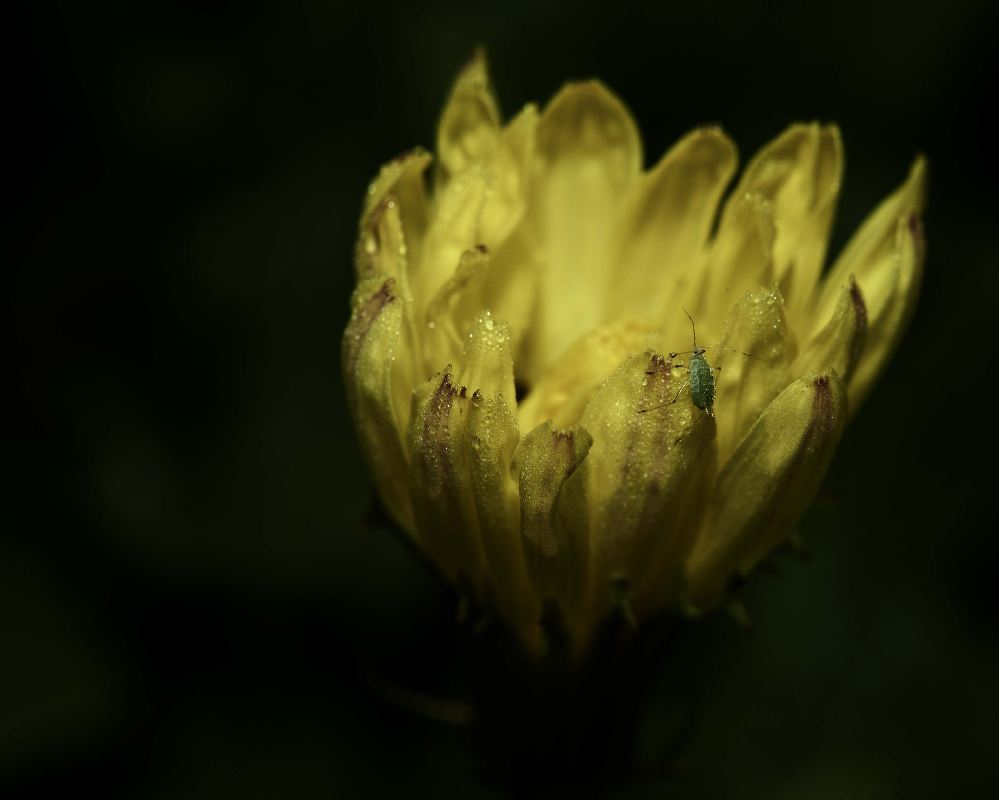 Nikon D800 sample photo. Spring is here......its a bugs life photography
