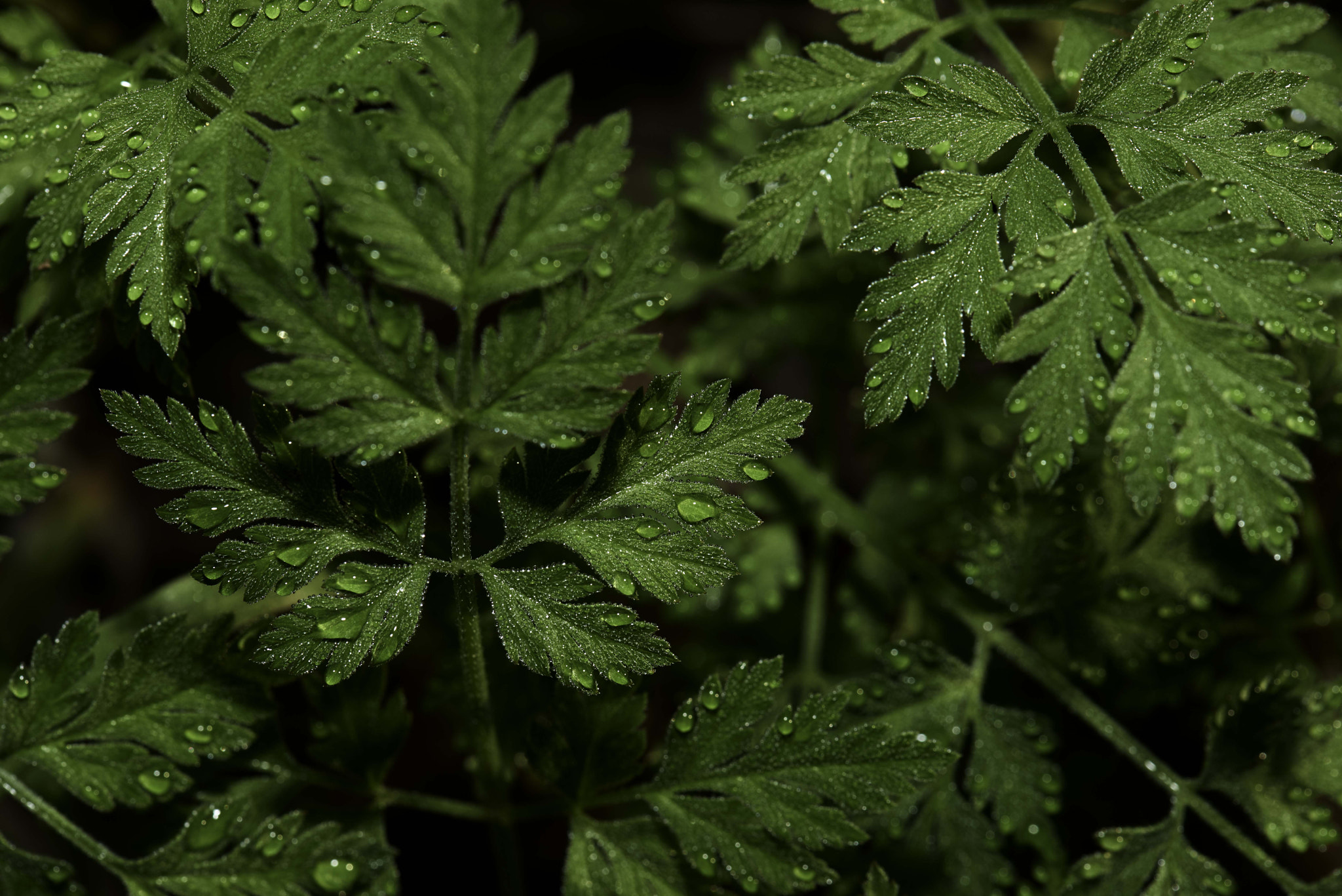 Nikon D800 sample photo. Spring is here......early morning dew photography