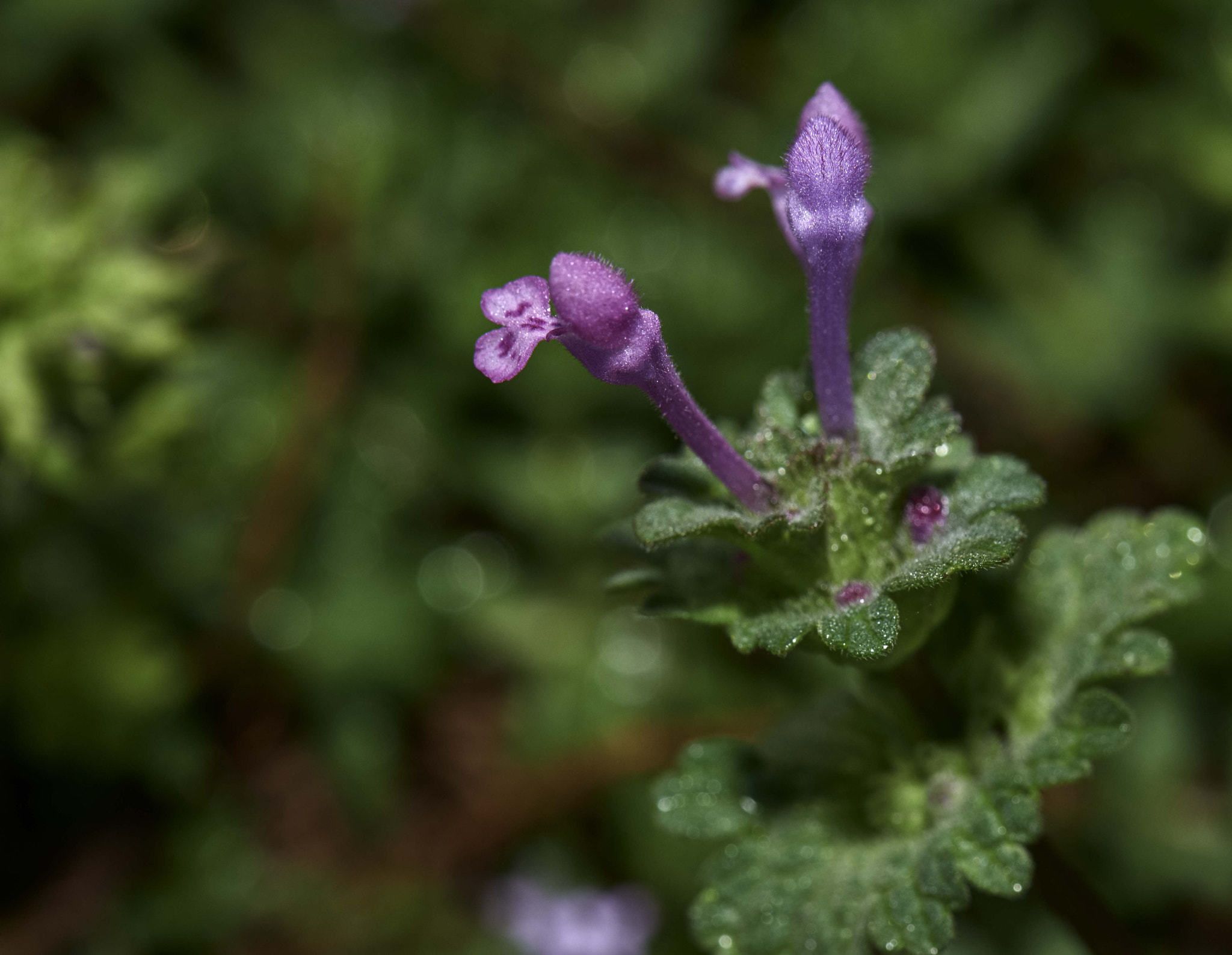 Nikon D800 sample photo. Spring is here.....life renews itself. photography
