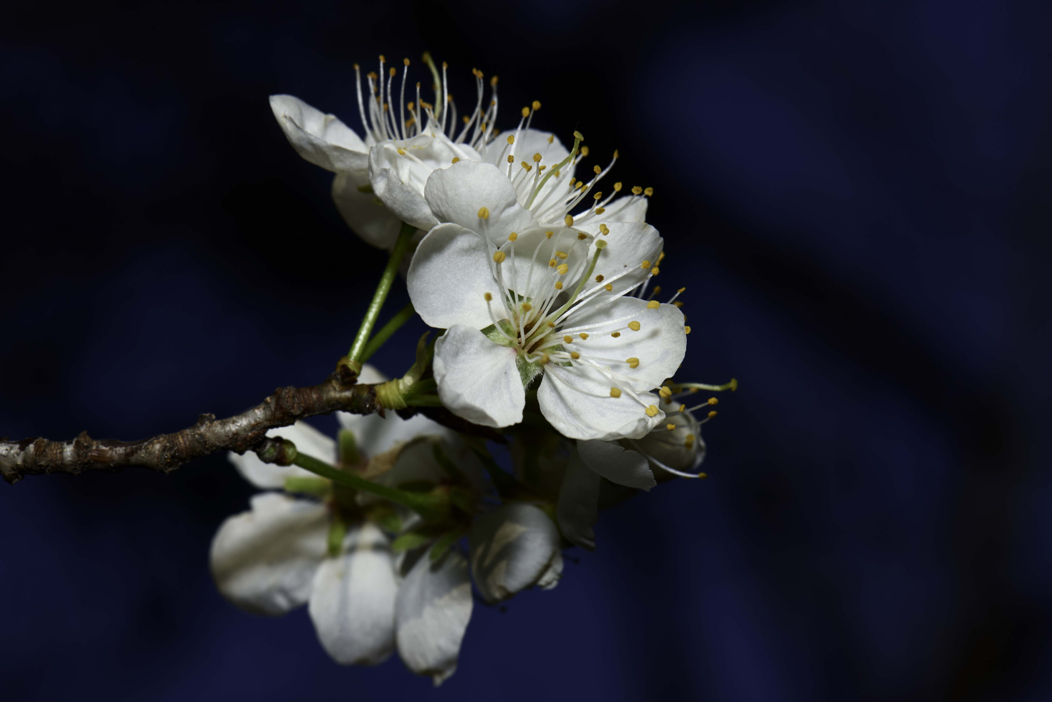 Nikon D800 sample photo. Spring is here......early bloom photography