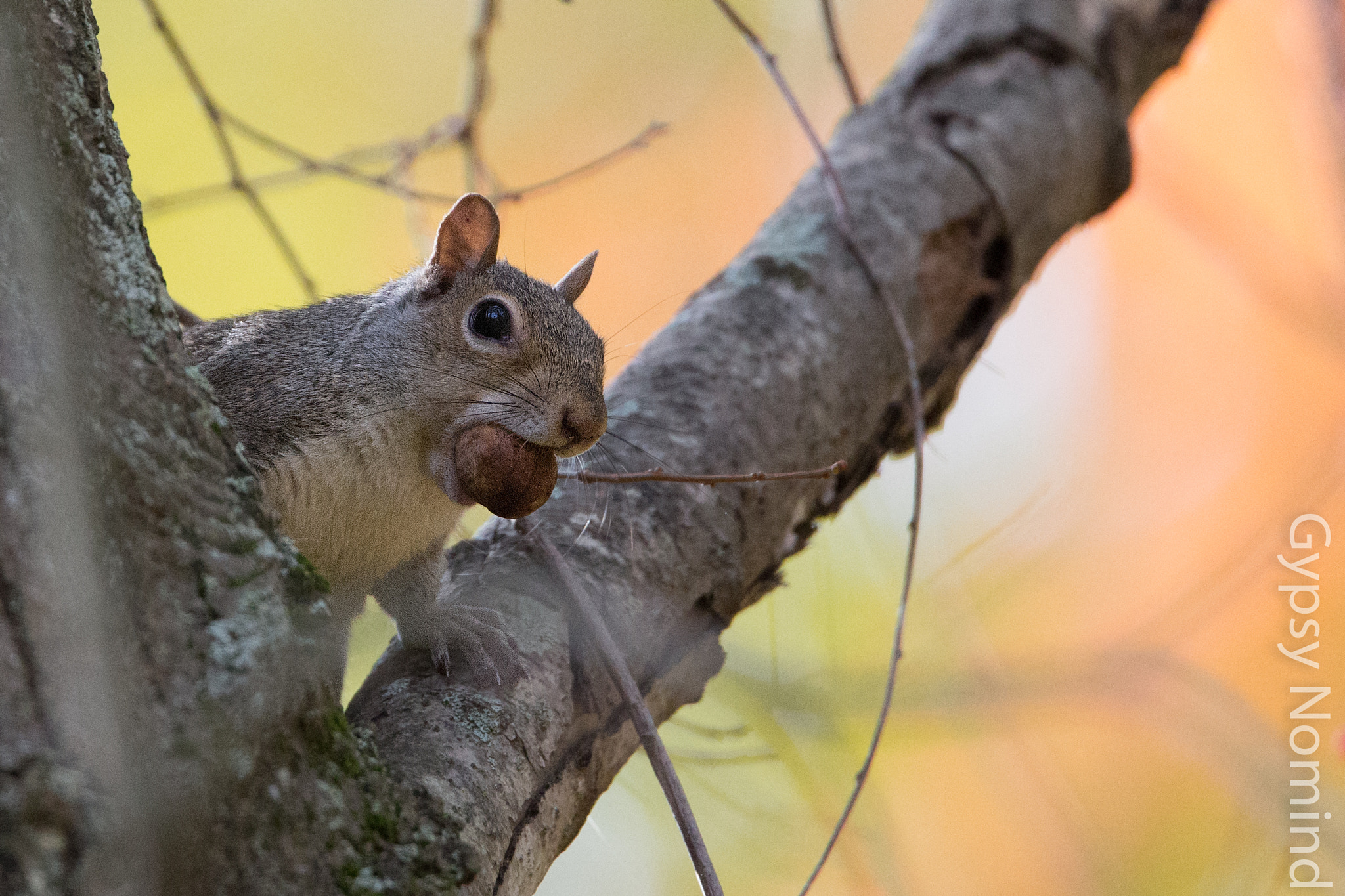Canon EOS-1D X + Canon EF 500mm F4L IS USM sample photo. Grey squirrel photography