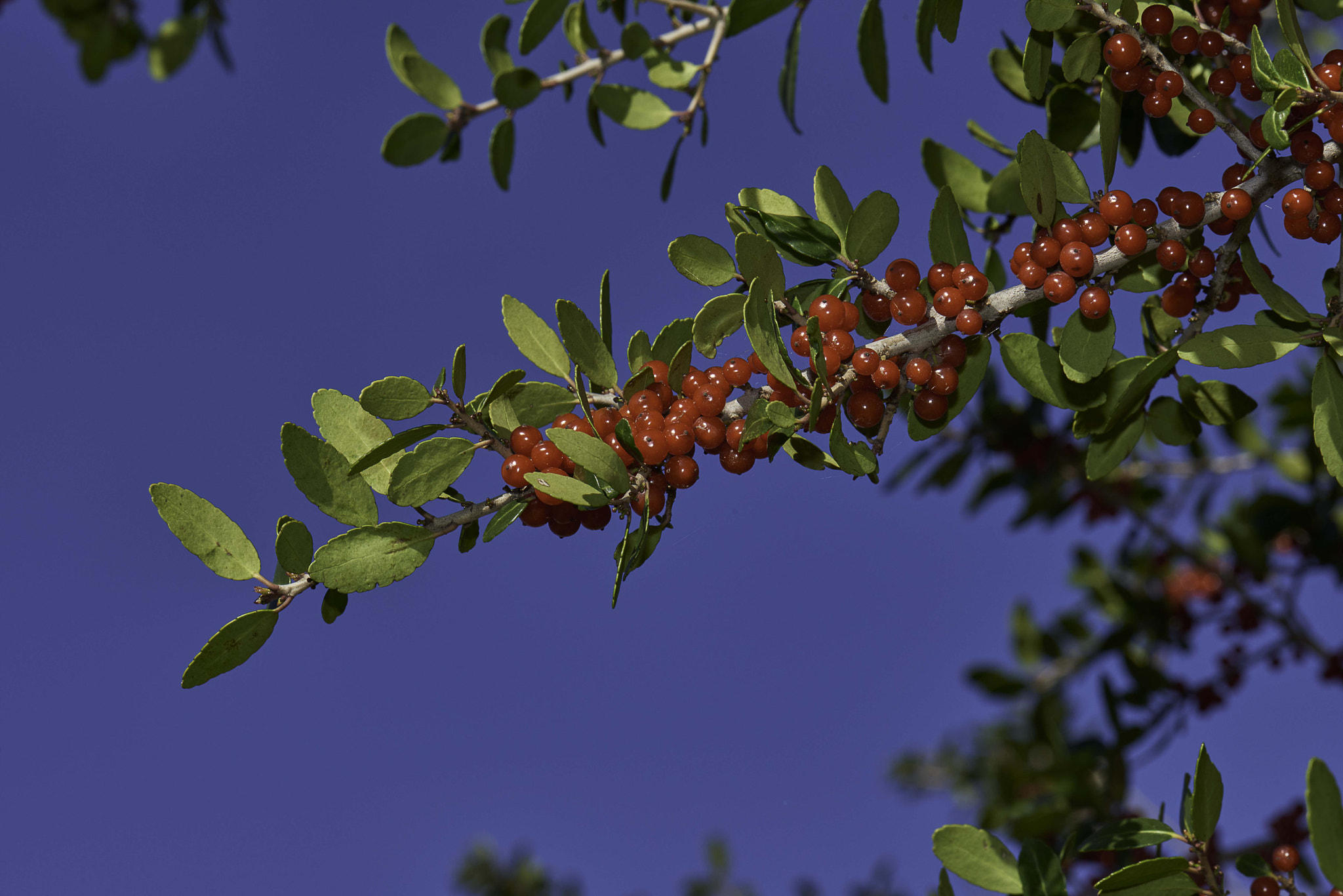Nikon D800 sample photo. Spring is here......rgb primary colors photography
