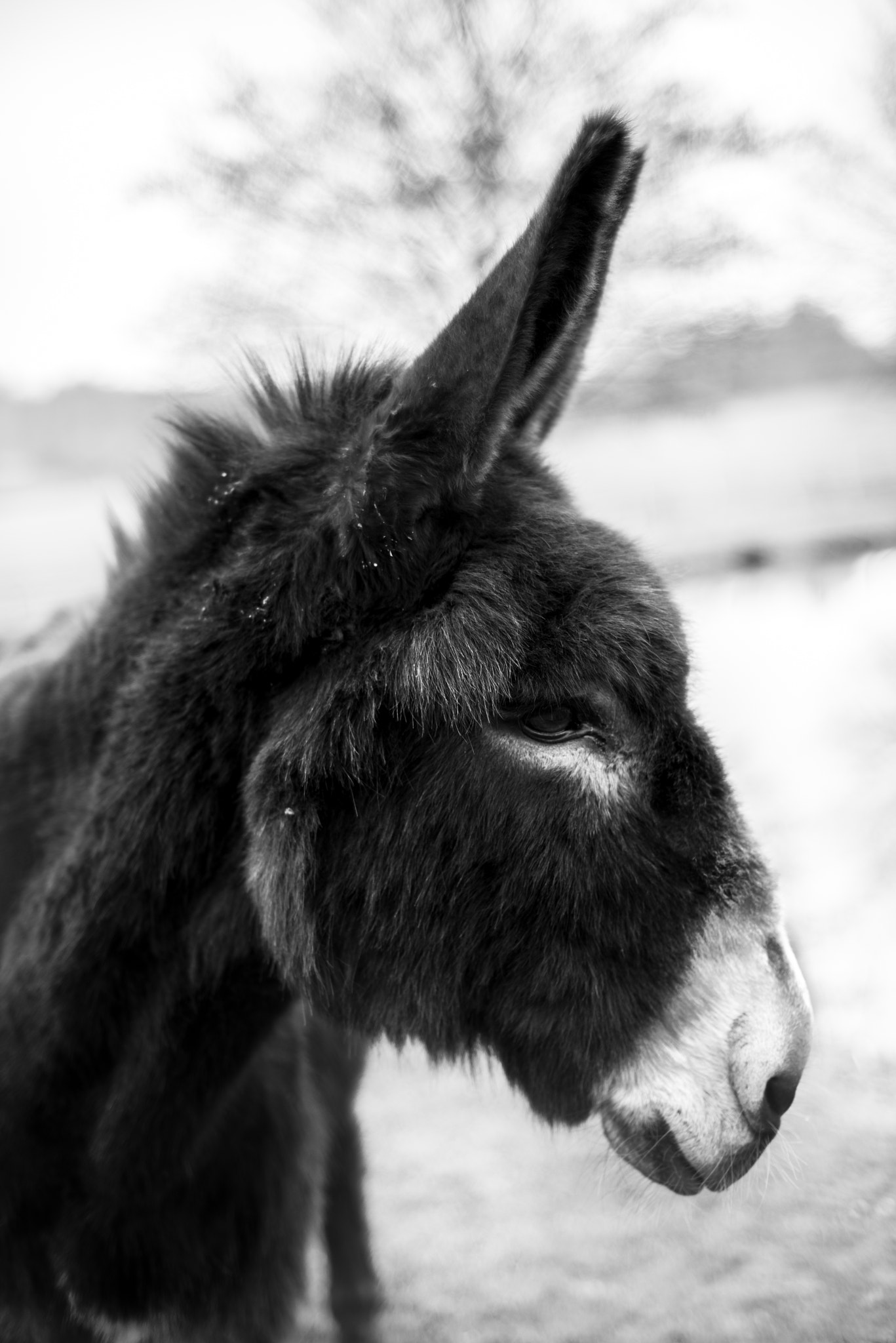 Nikon D750 + AF Nikkor 50mm f/1.8 sample photo. Donkey ! photography