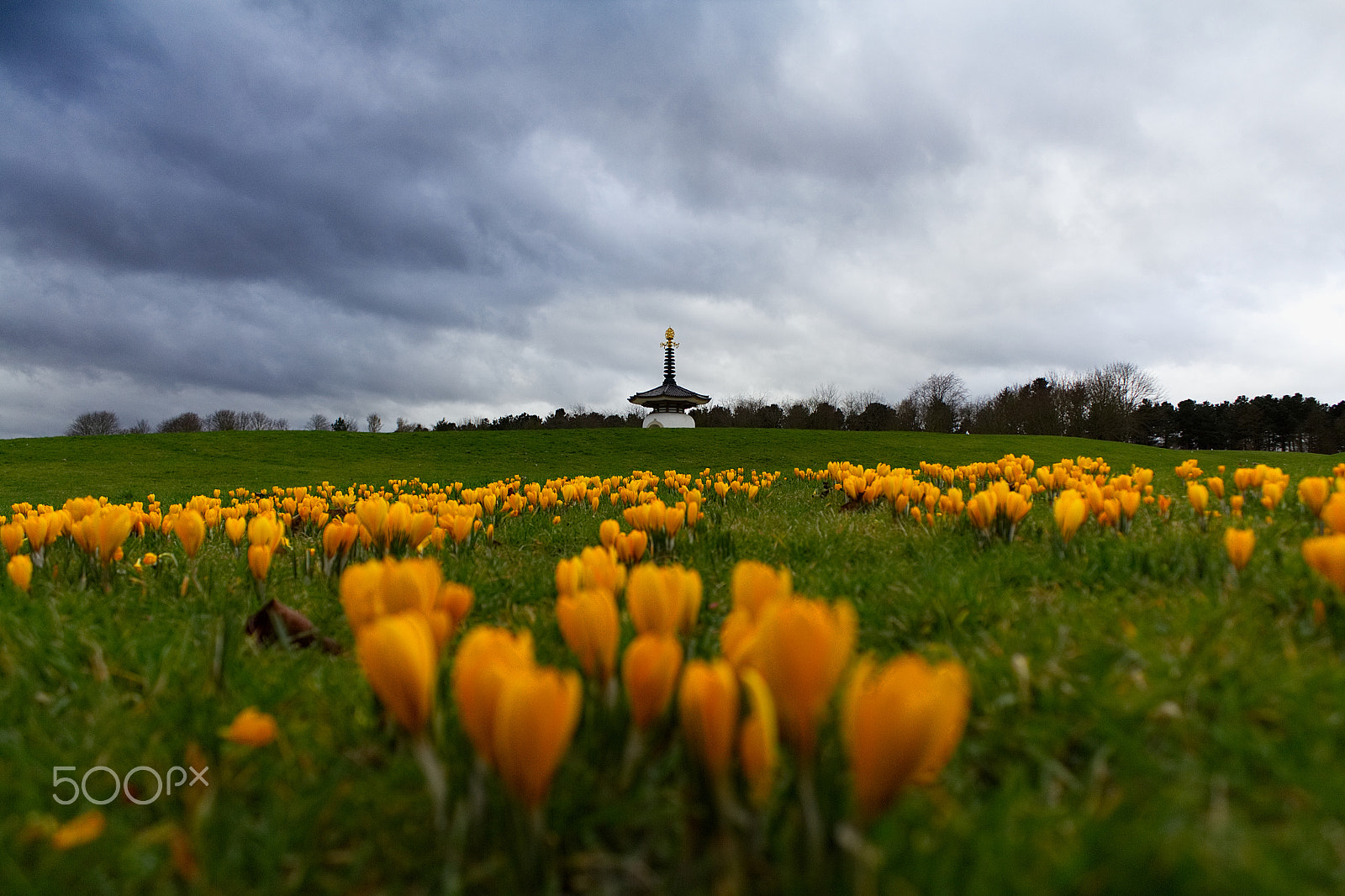 Canon EOS 60D sample photo. Pagoda crocuses photography