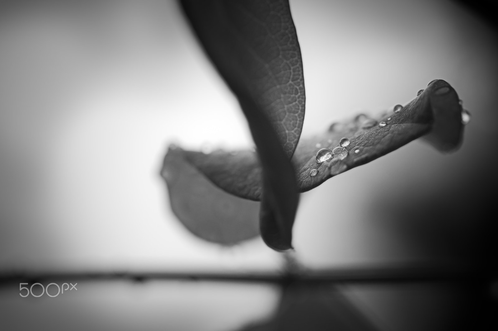 Nikon D5000 sample photo. The cleansing photography