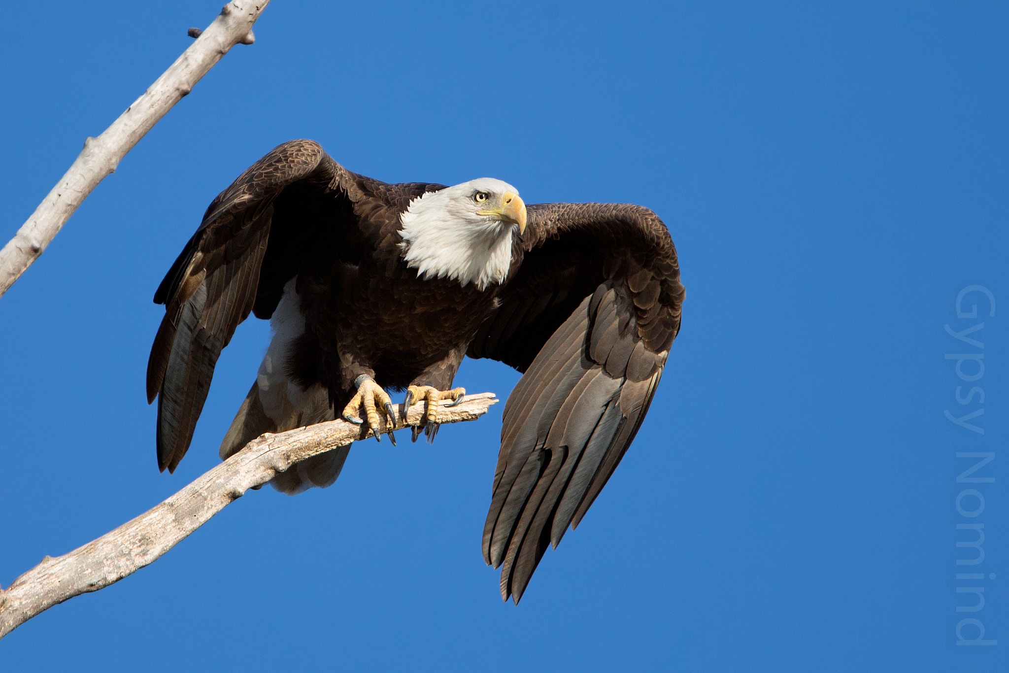 Canon EF 500mm F4L IS USM sample photo. Ready for take-off photography