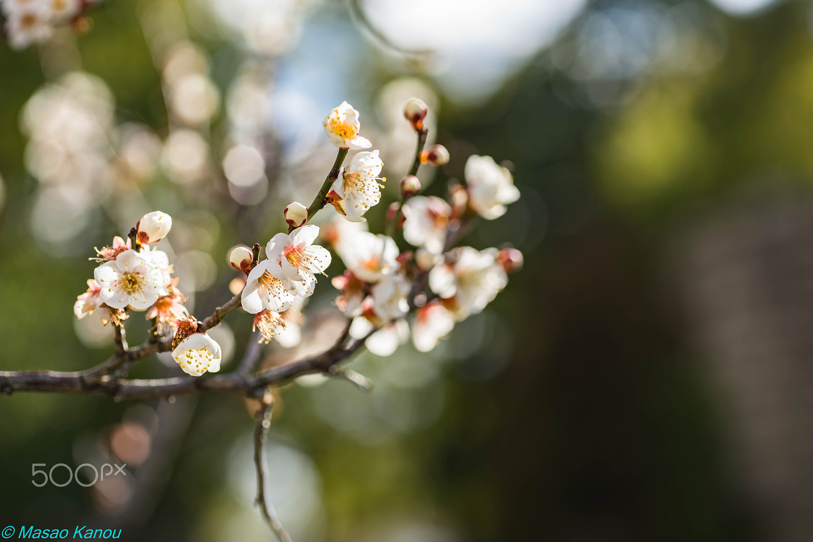 Sony a7 II sample photo. Plum season photography