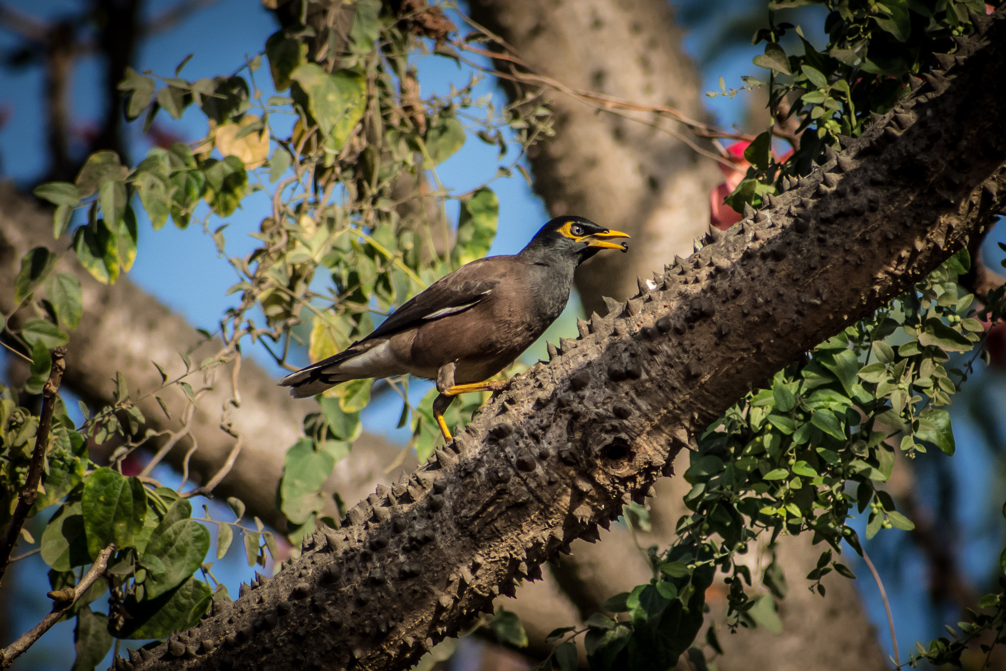 Nikon D7200 + Sigma 70-300mm F4-5.6 DG OS sample photo. Snack! photography