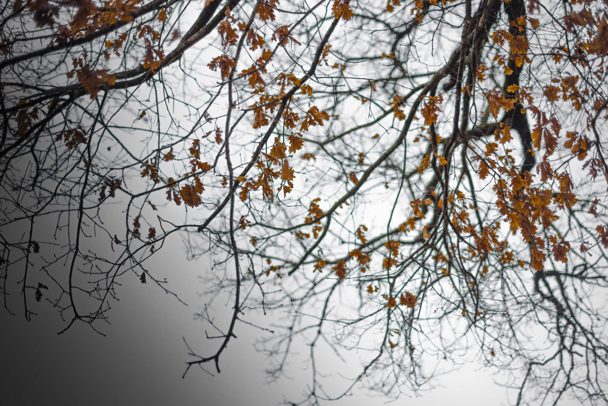 Nikon D750 + AF Nikkor 50mm f/1.8 sample photo. Branches photography