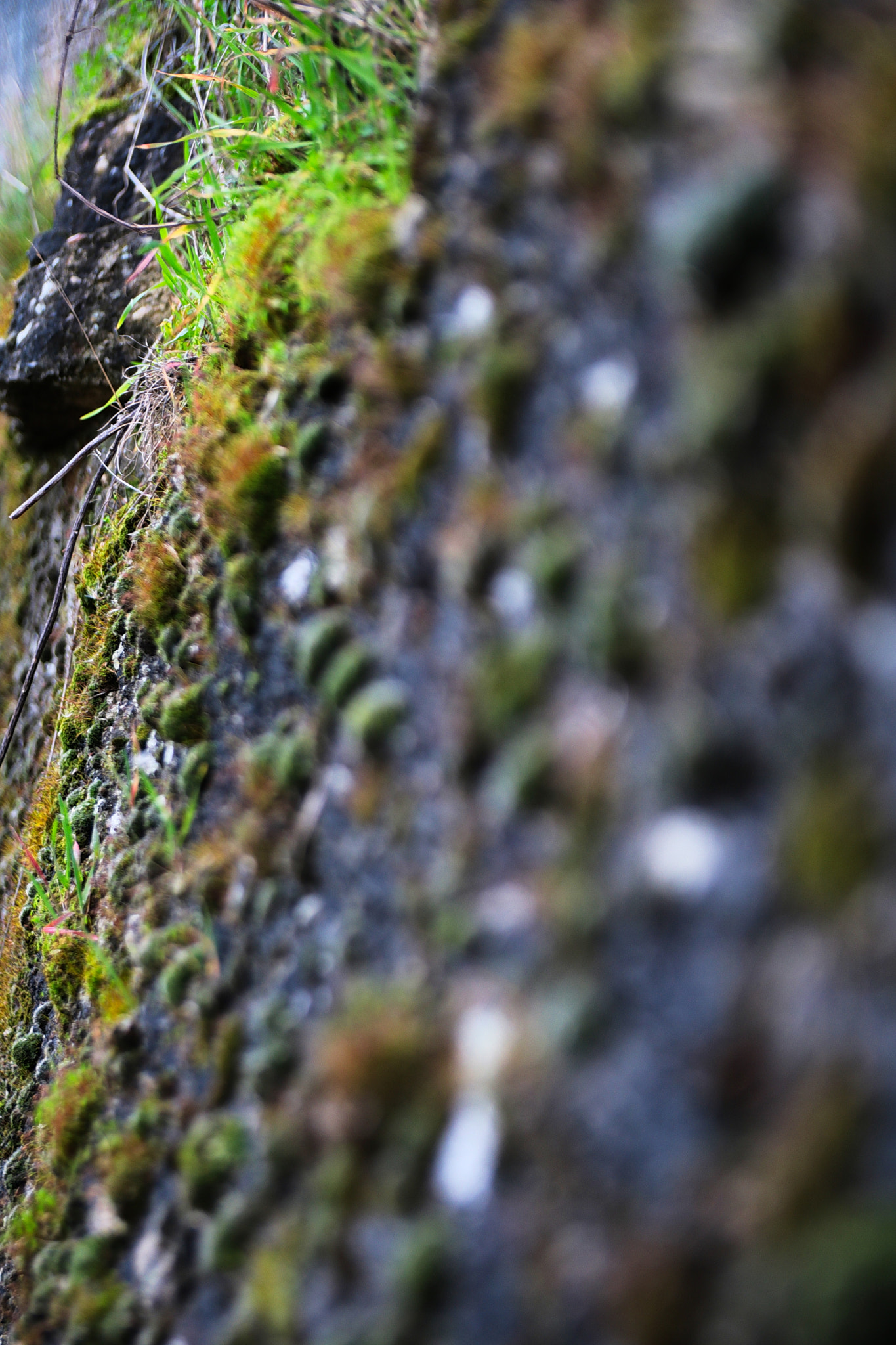 Canon EOS 760D (EOS Rebel T6s / EOS 8000D) sample photo. The green spot photography