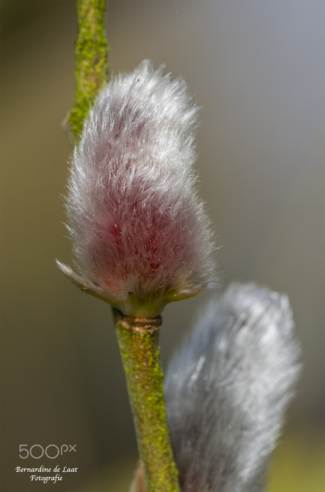 Nikon D7100 + Tamron SP 90mm F2.8 Di VC USD 1:1 Macro (F004) sample photo. Blooming in february photography
